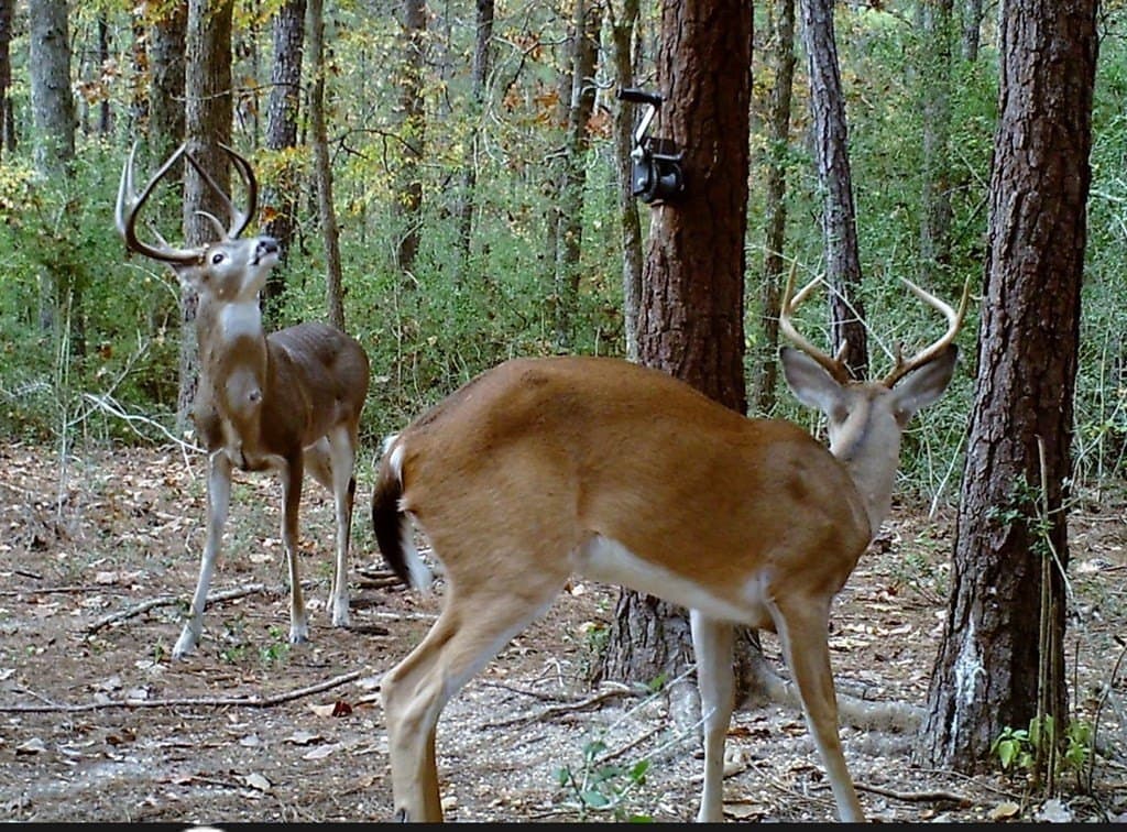 56.35 acres in Texas County - photo 49