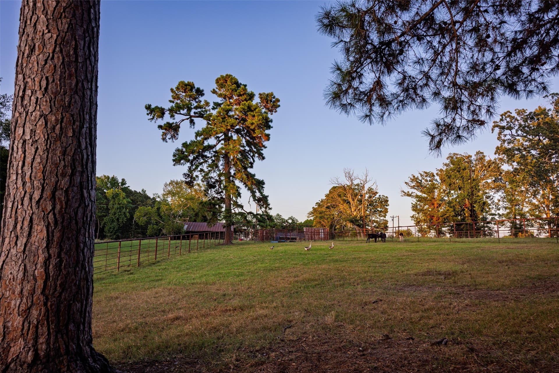 40.04 acres in Henderson County - photo 29