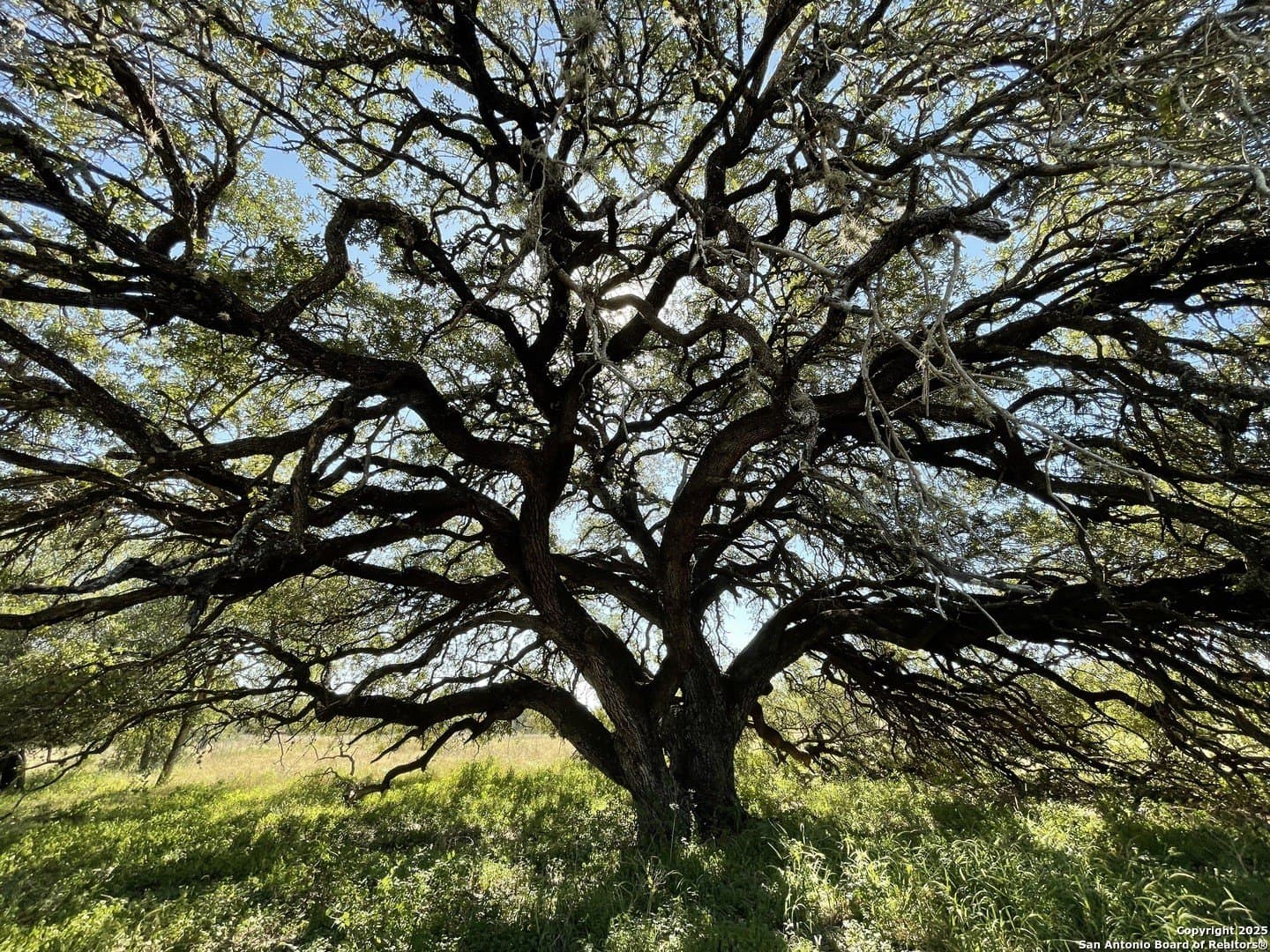 49.71 acres in Atascosa County gallery image 3