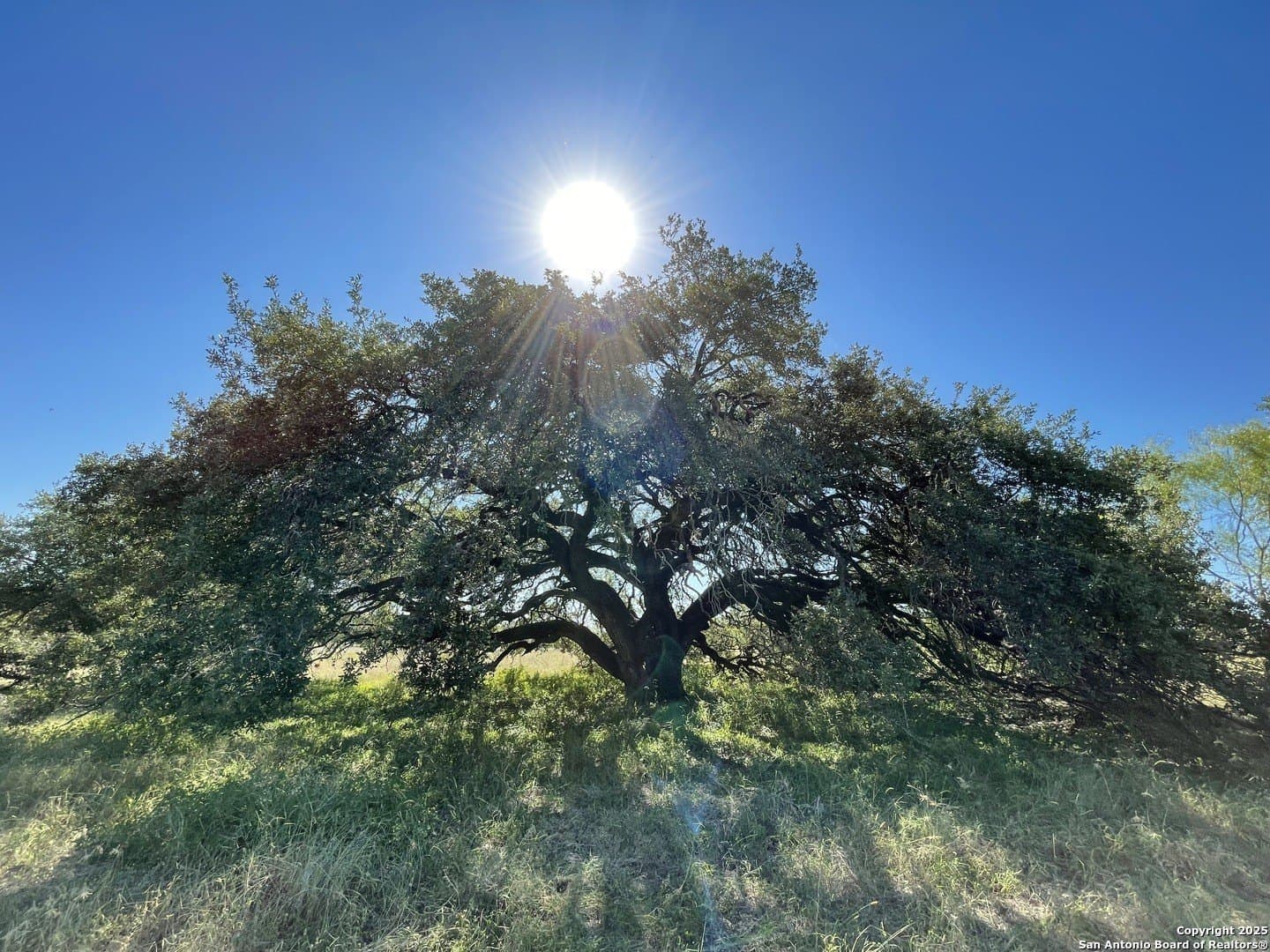 49.71 acres in Atascosa County gallery image 4