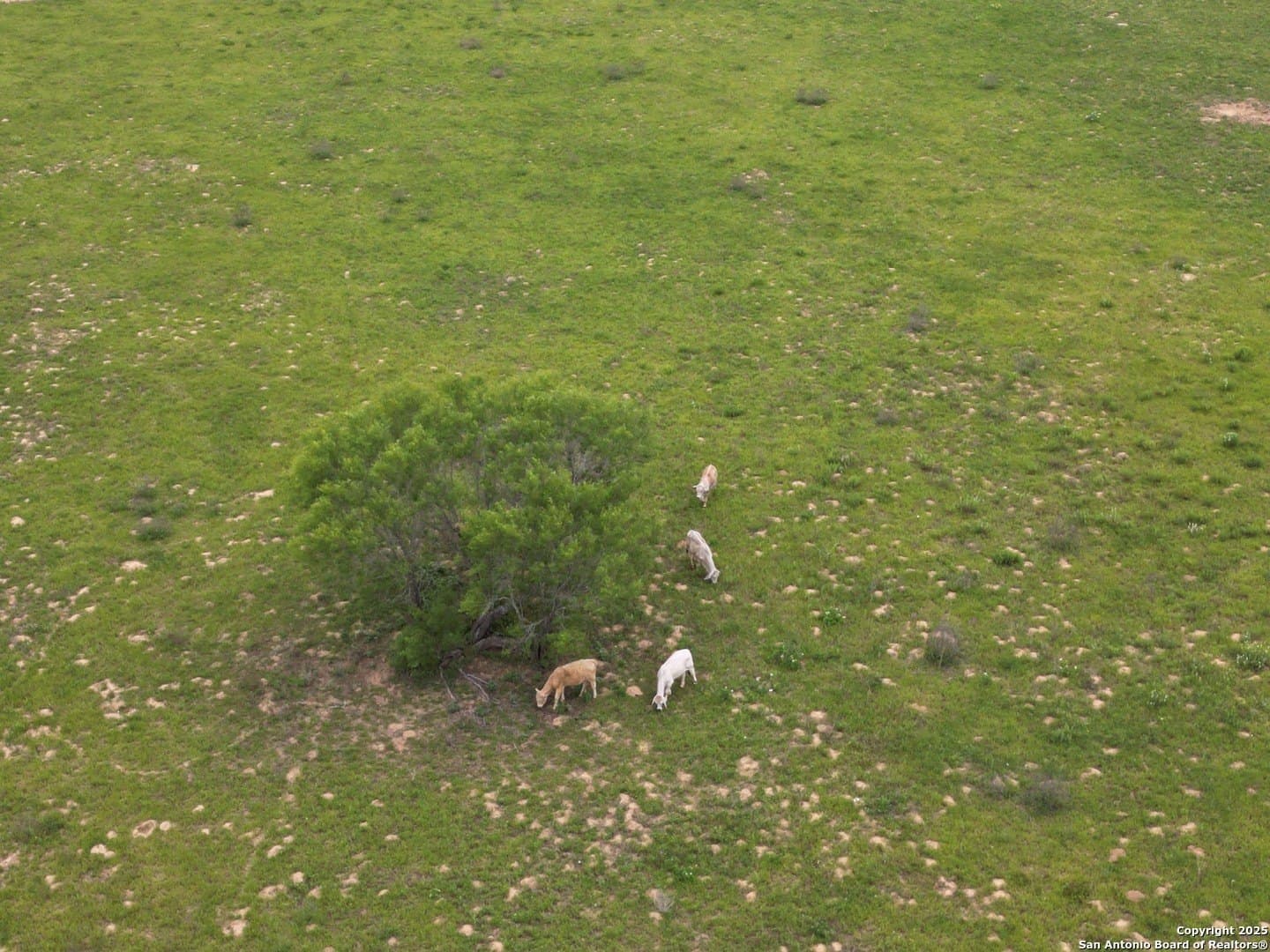 49.71 acres in Atascosa County - photo 30