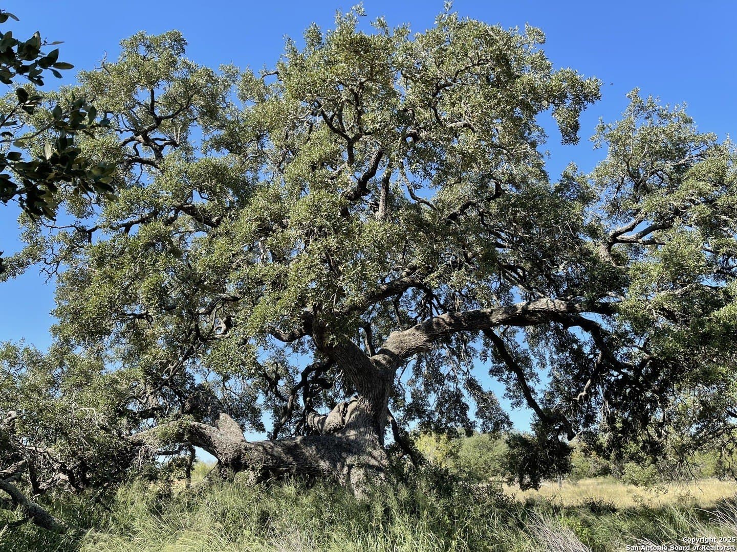 49.71 acres in Atascosa County - photo 6
