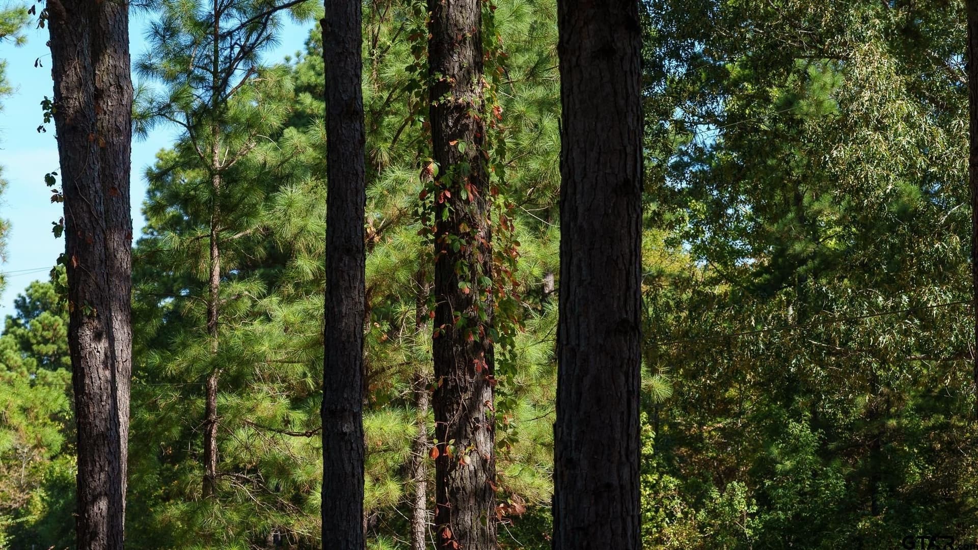 105 acres in Rusk County - photo 7