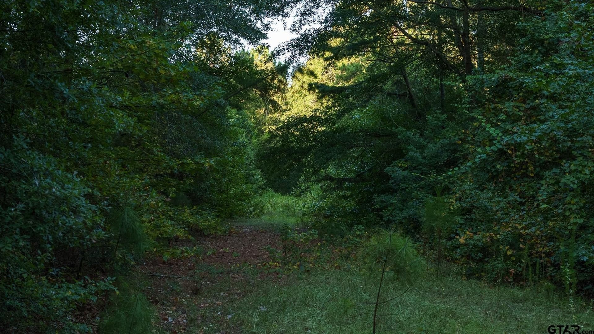 105 acres in Rusk County - photo 6