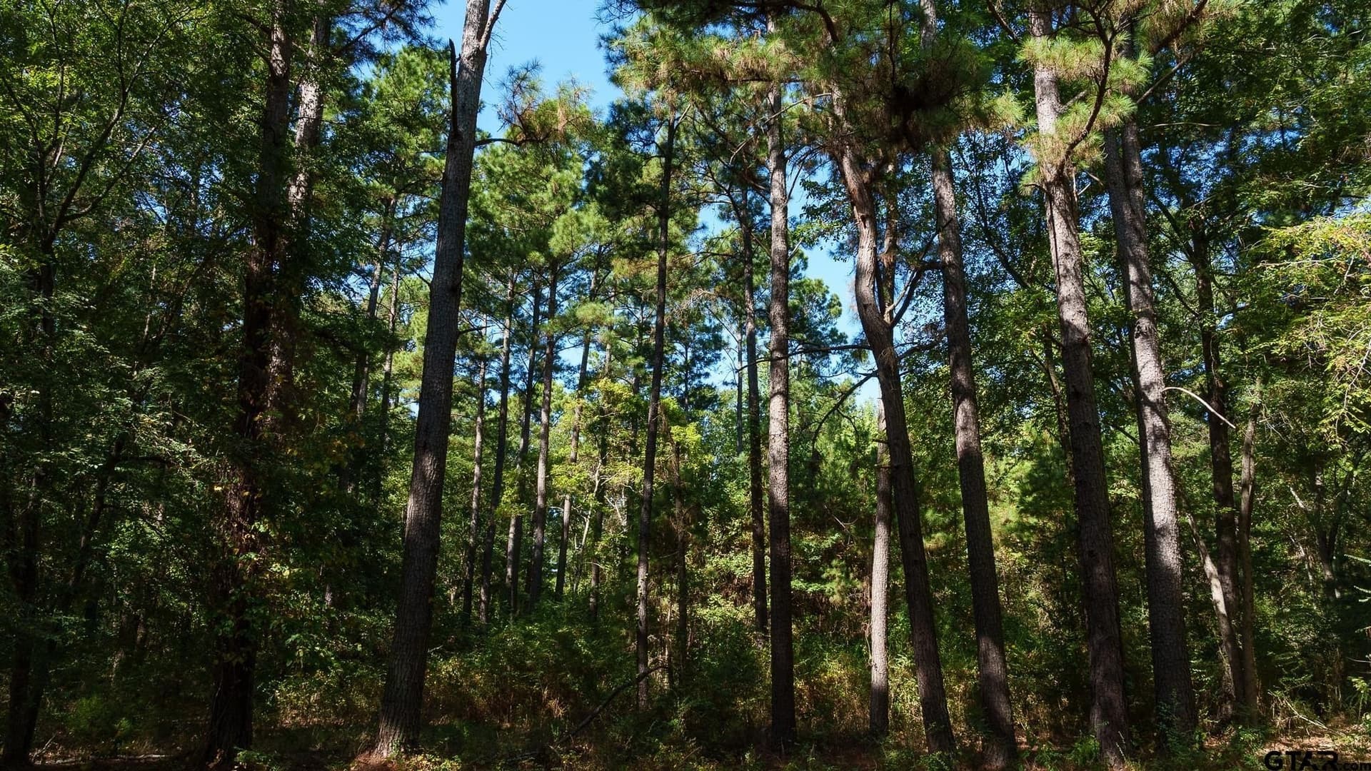 105 acres in Rusk County - photo 15