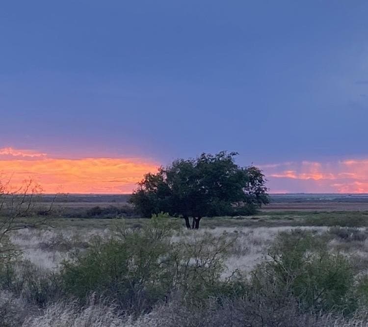 640 acres in Terry County gallery image 2