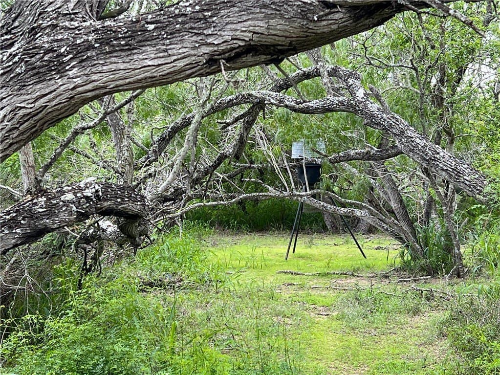 10 acres in Live Oak County - photo 10