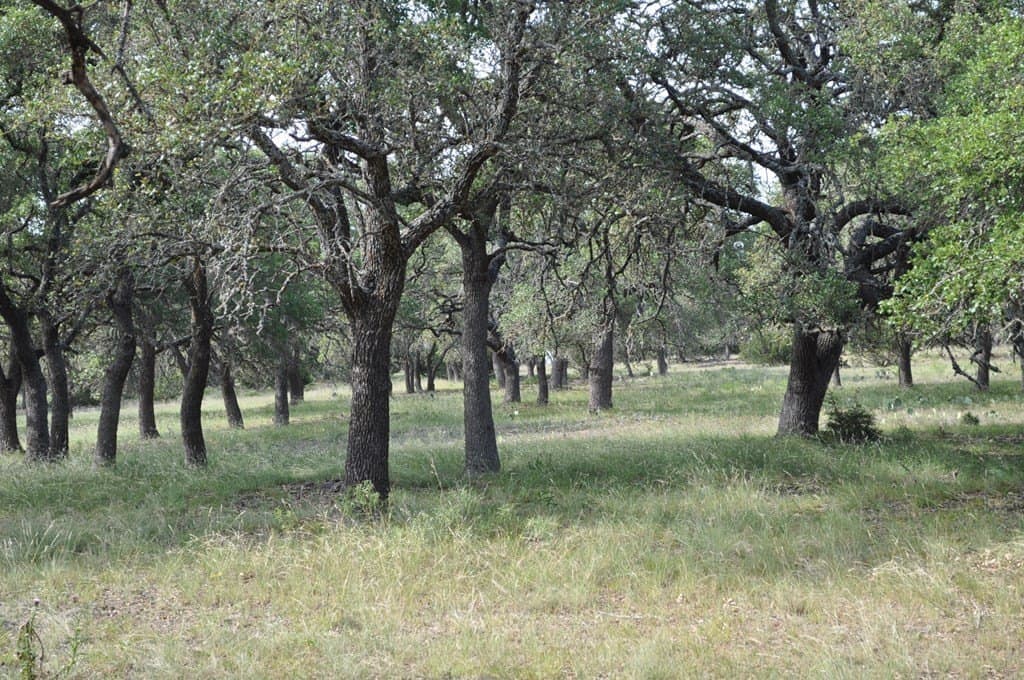 157 acres in Kimble County featured view