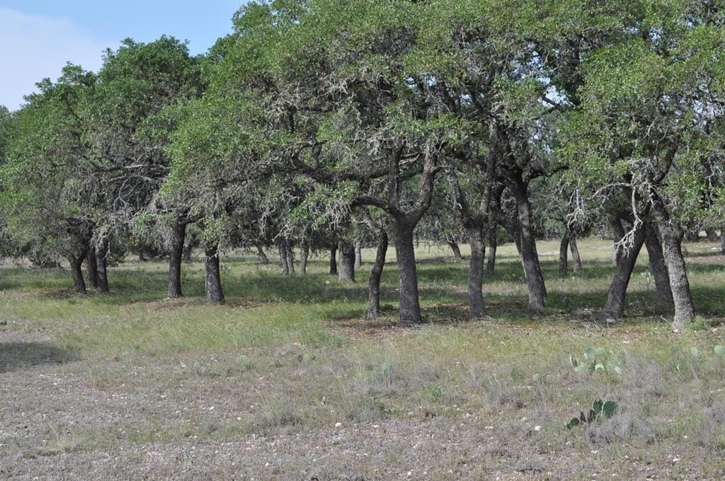 157 acres in Kimble County gallery image 2