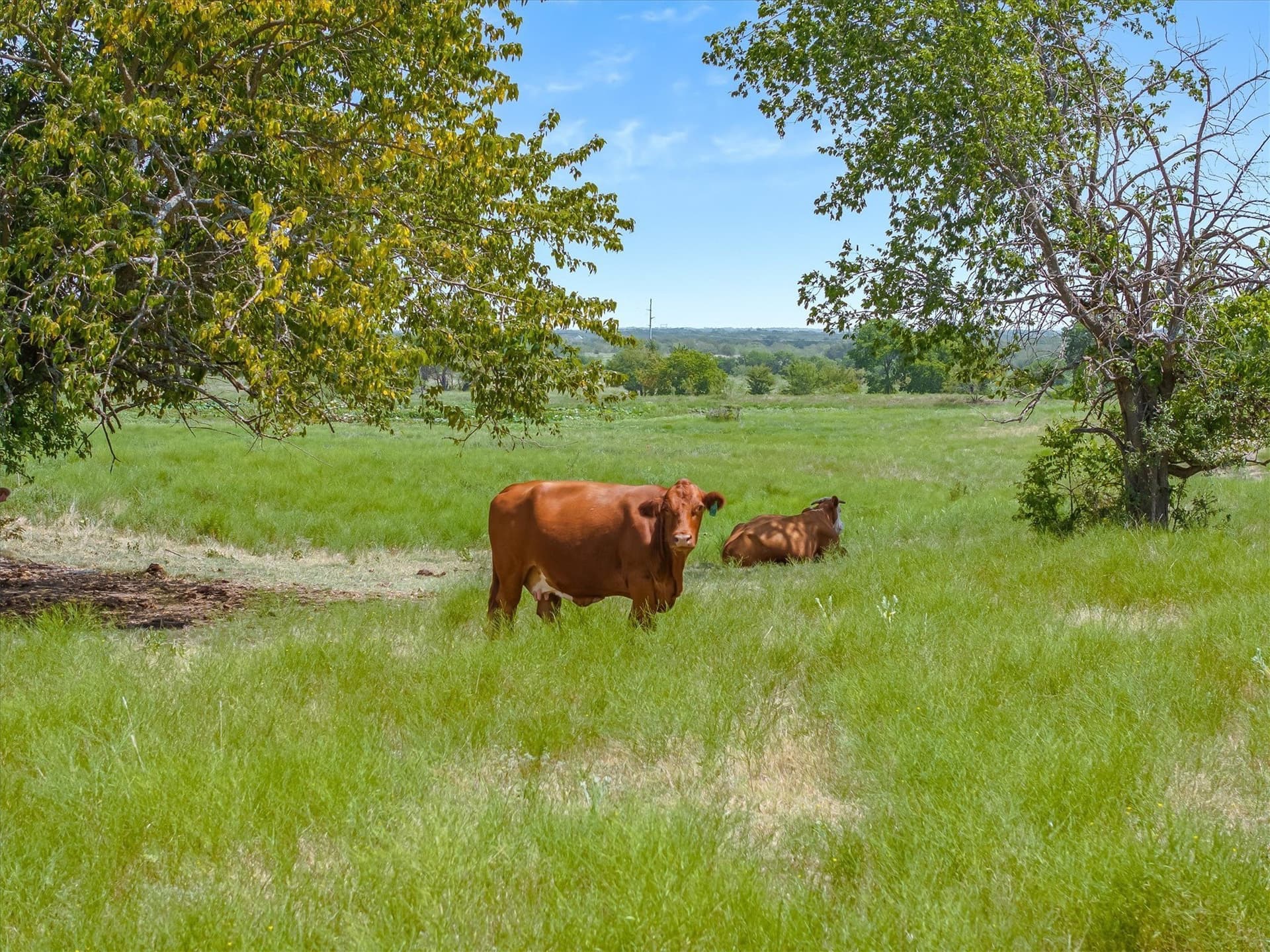 218.36 acres in Kaufman County - photo 23