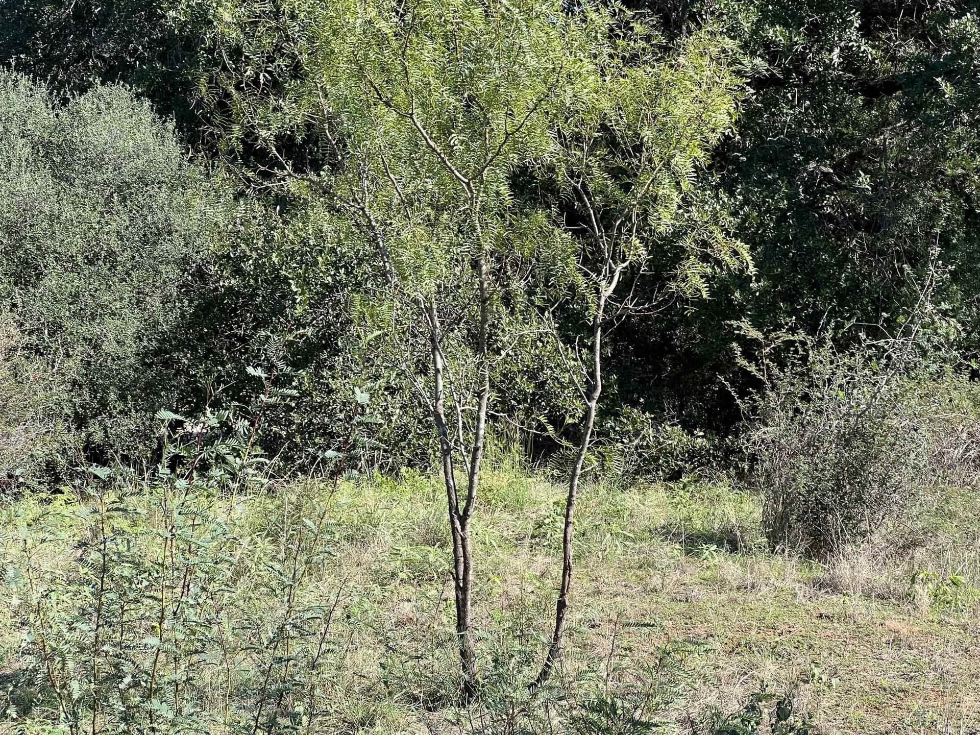 0.3 acres in Llano County gallery image 3