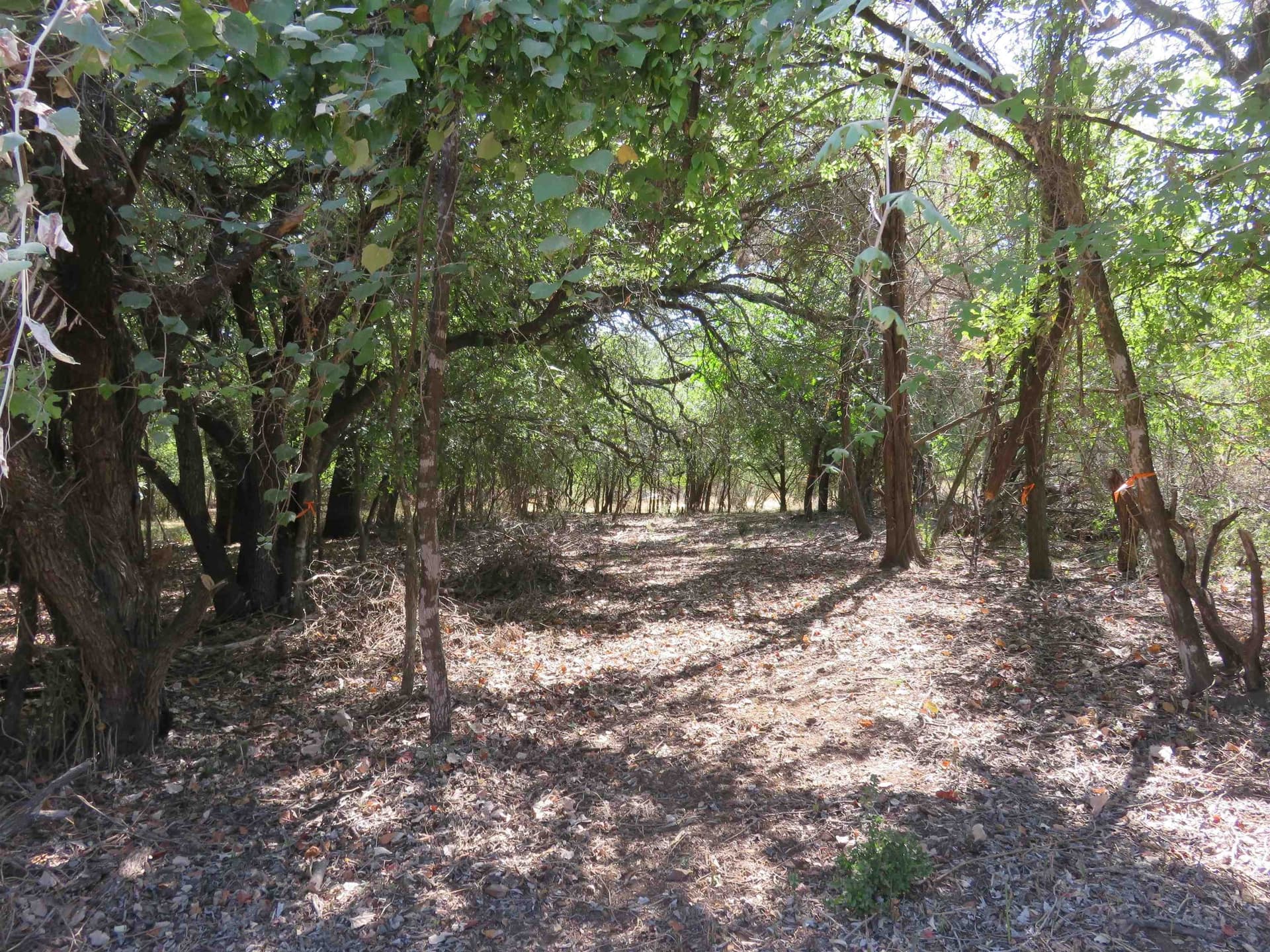 0.2 acres in Llano County gallery image 2