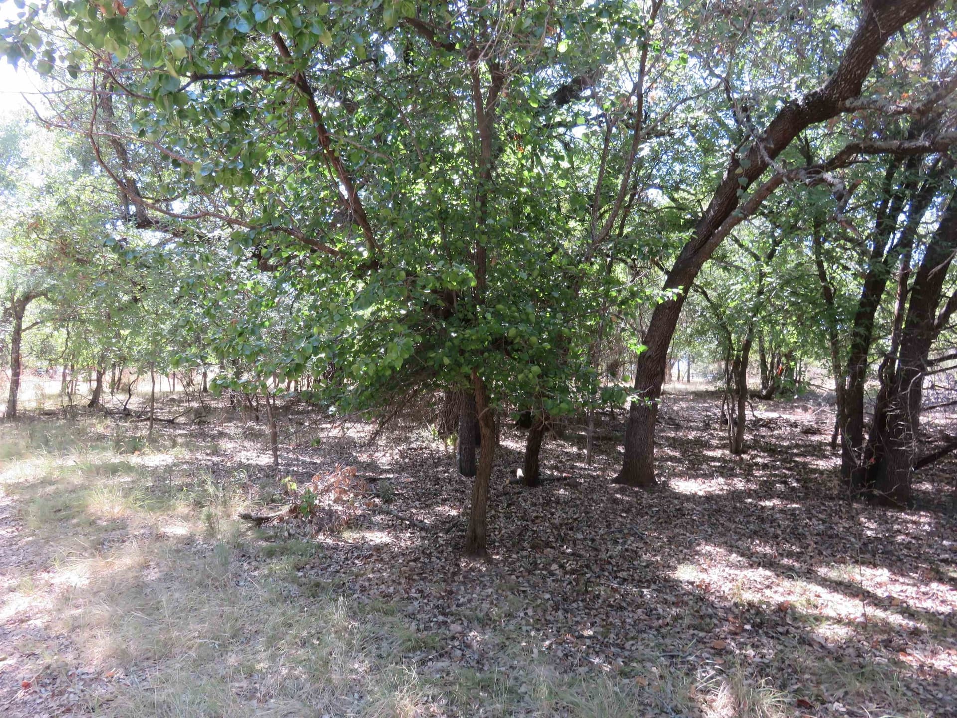 0.2 acres in Llano County gallery image 4