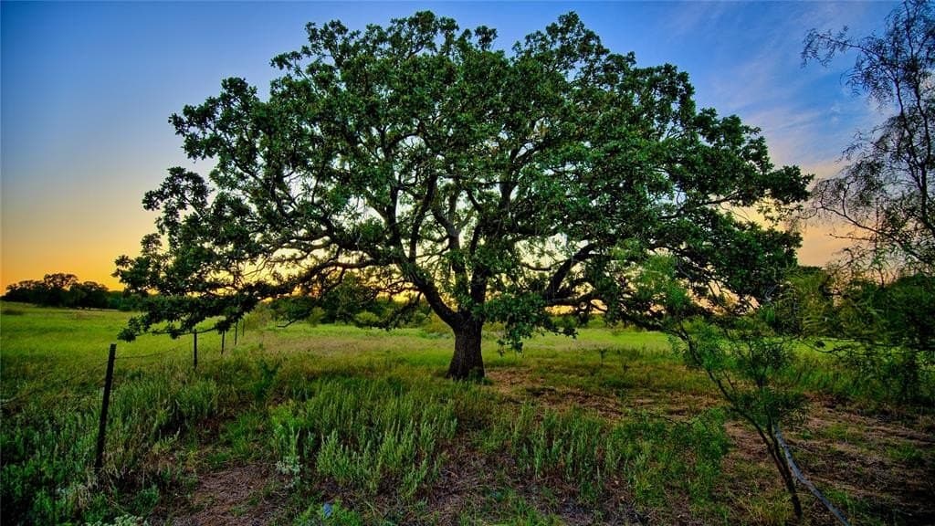 148.25 acres in Montague County gallery image 3