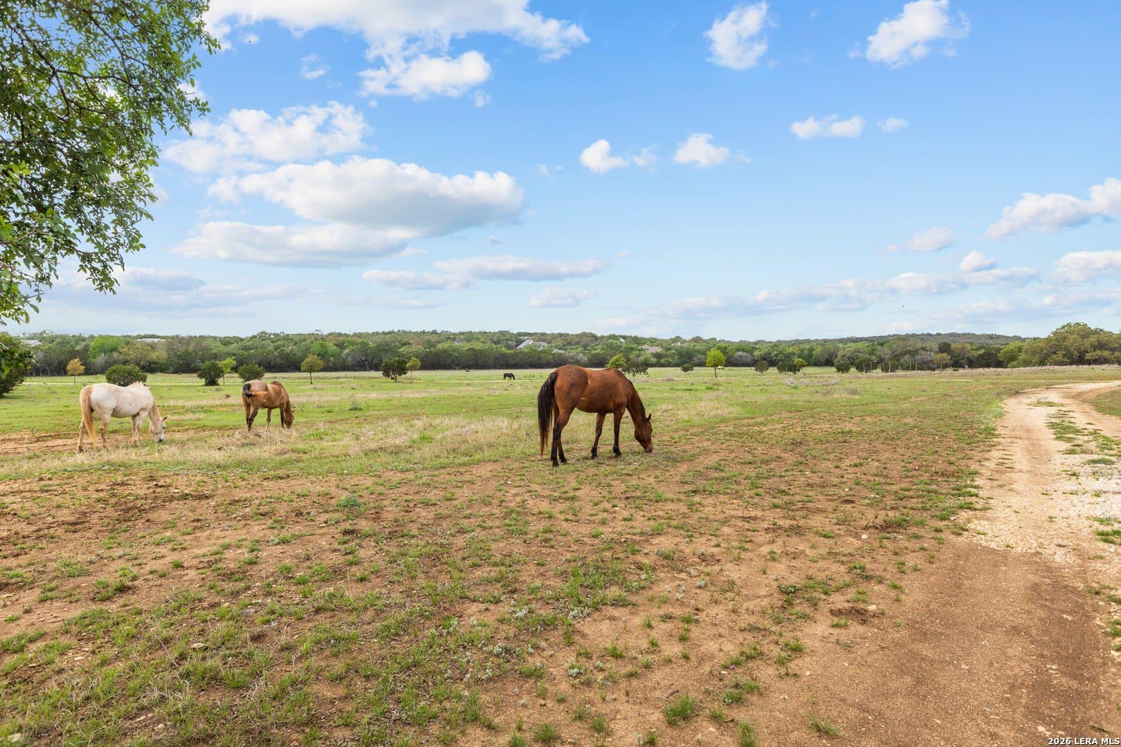 39.33 acres in Bexar County - photo 32