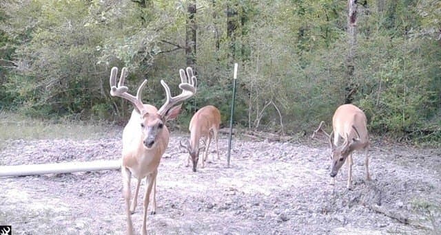 163.11 acres in Texas County gallery image 4