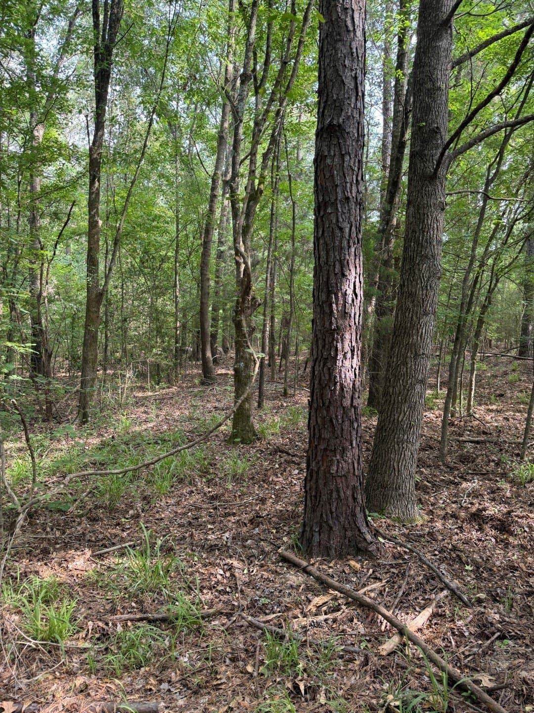 105.5 acres in Upshur County - photo 9