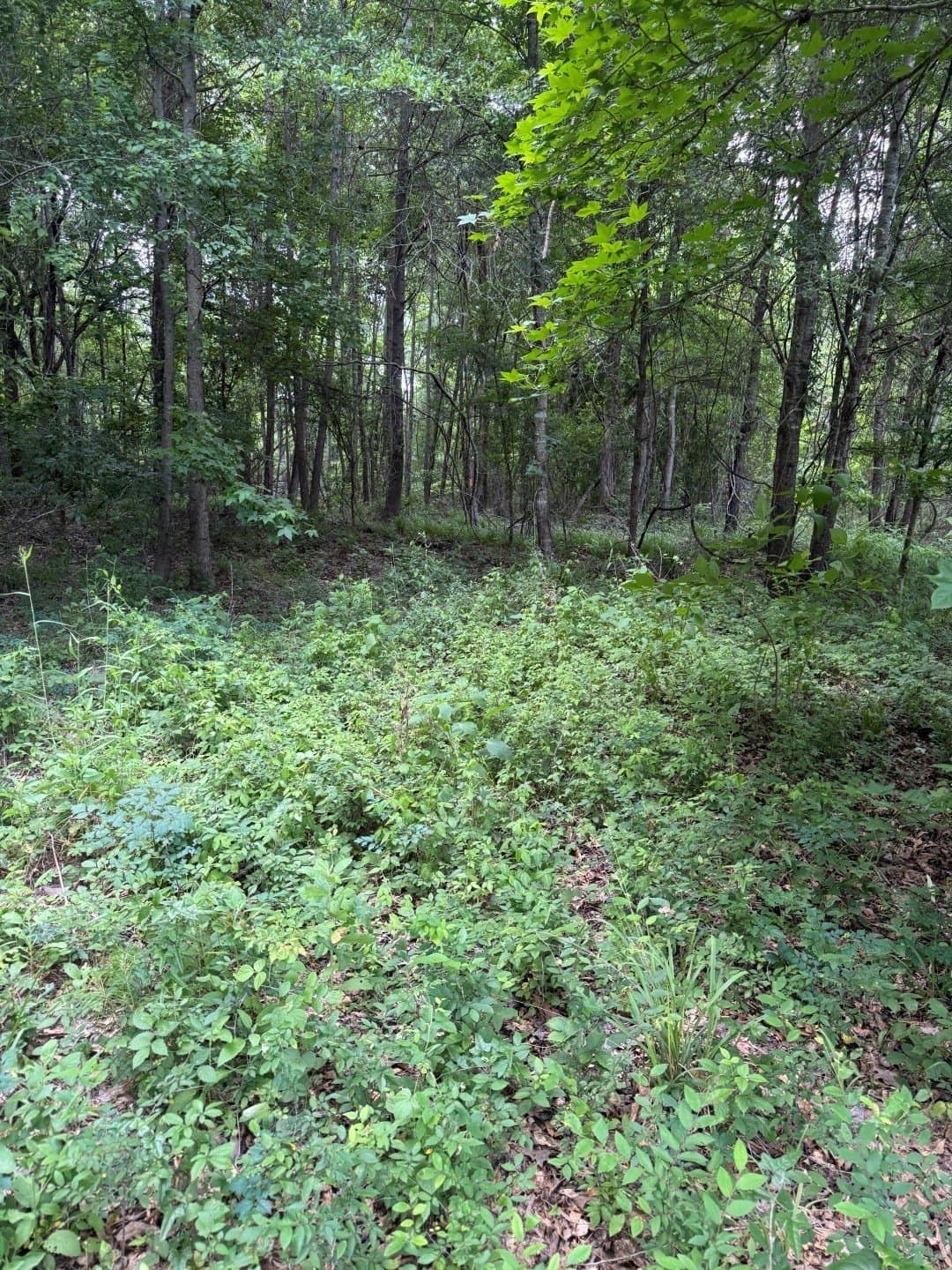 105.5 acres in Upshur County - photo 21