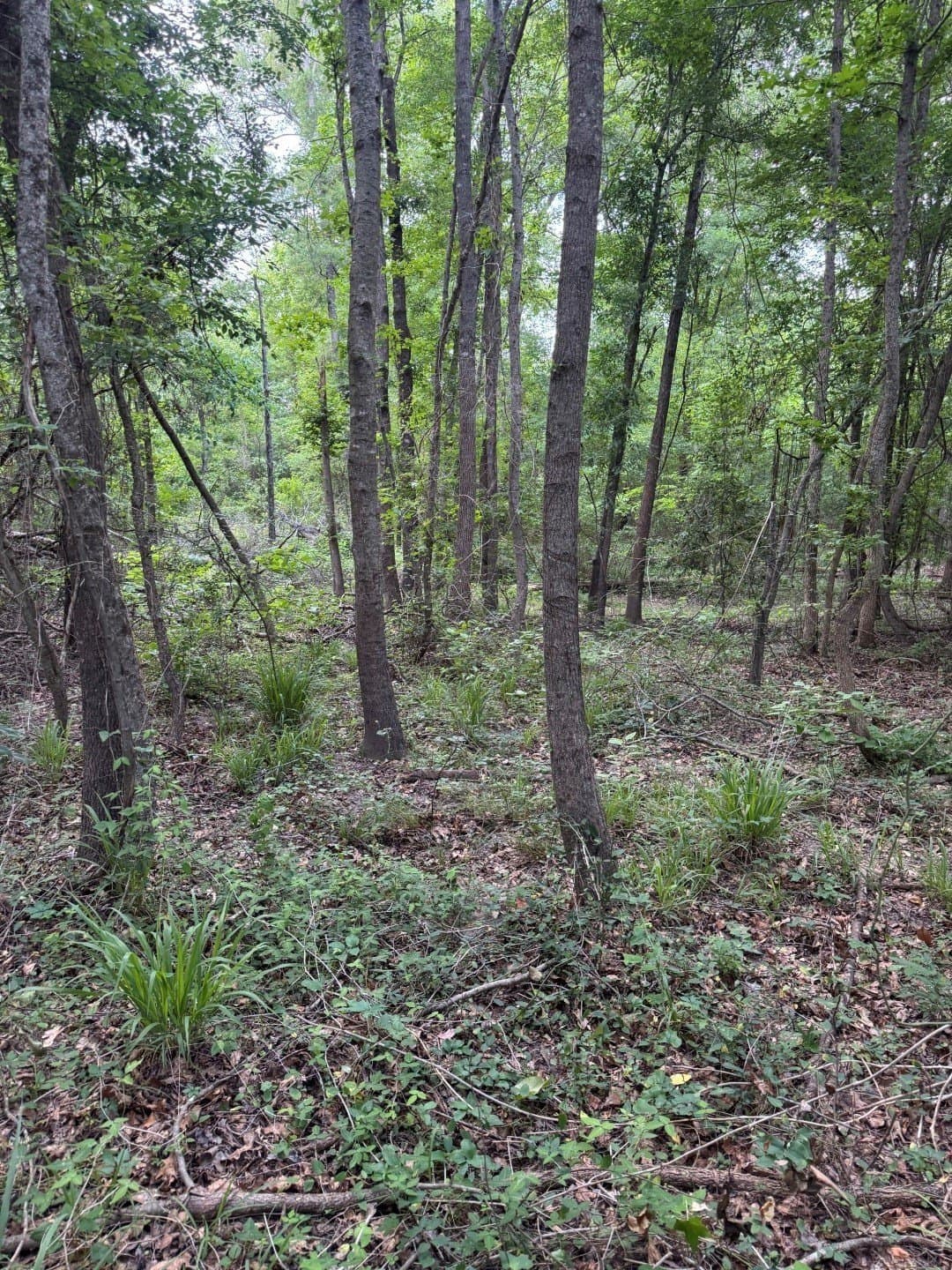 105.5 acres in Upshur County - photo 22