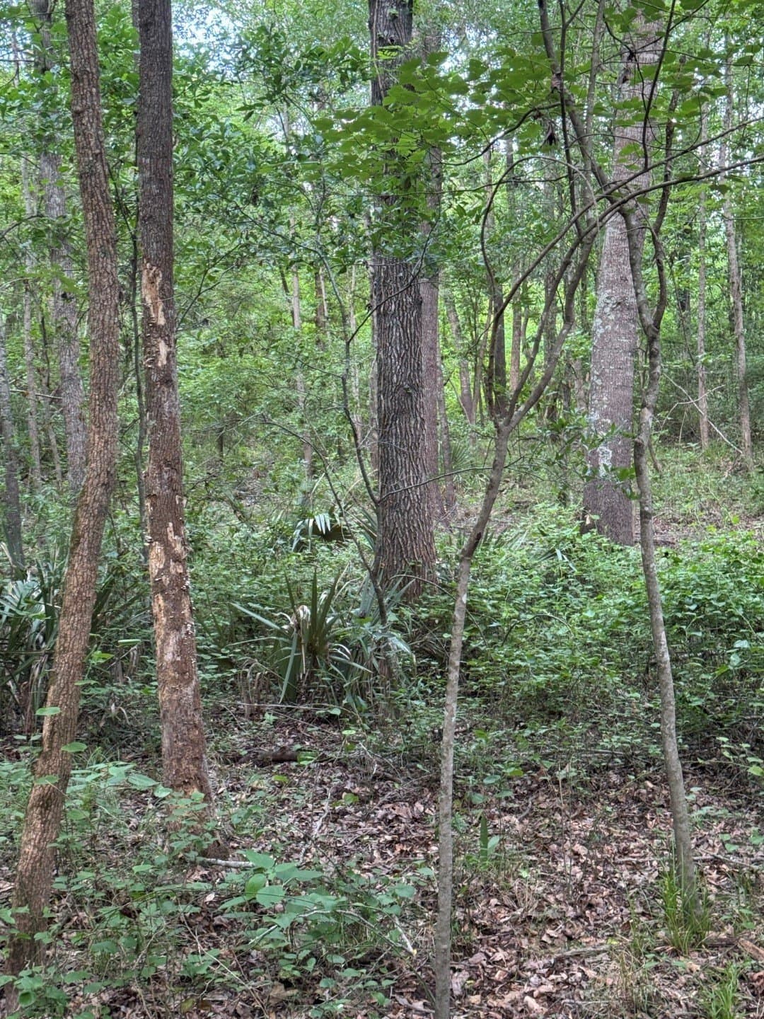105.5 acres in Upshur County - photo 24