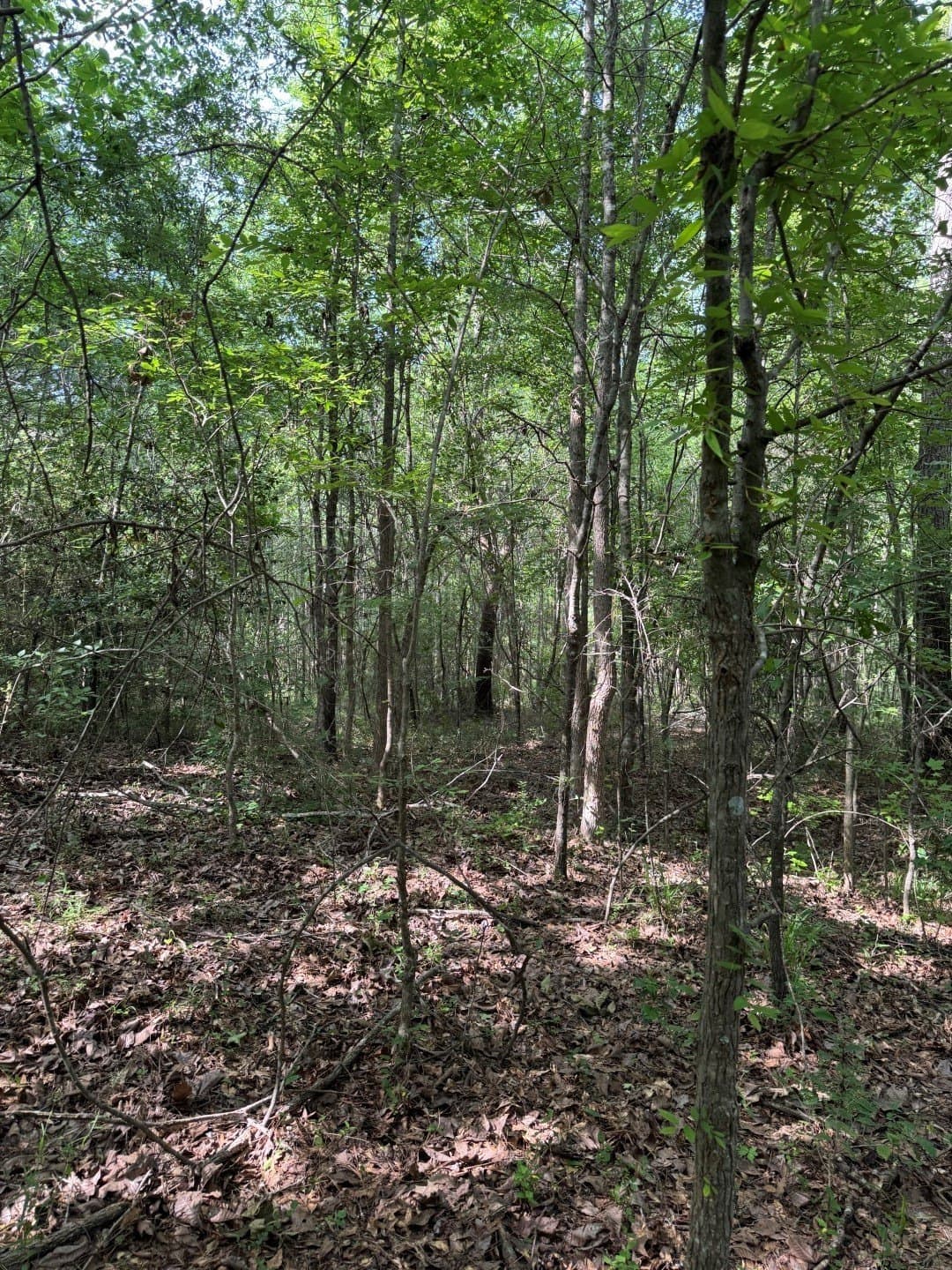 105.5 acres in Upshur County - photo 12