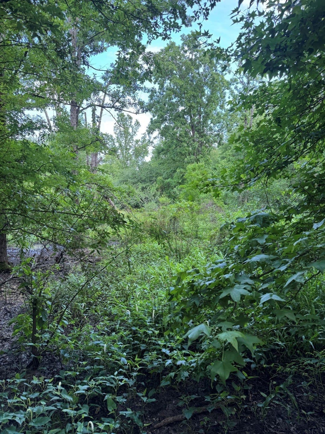 105.5 acres in Upshur County - photo 25