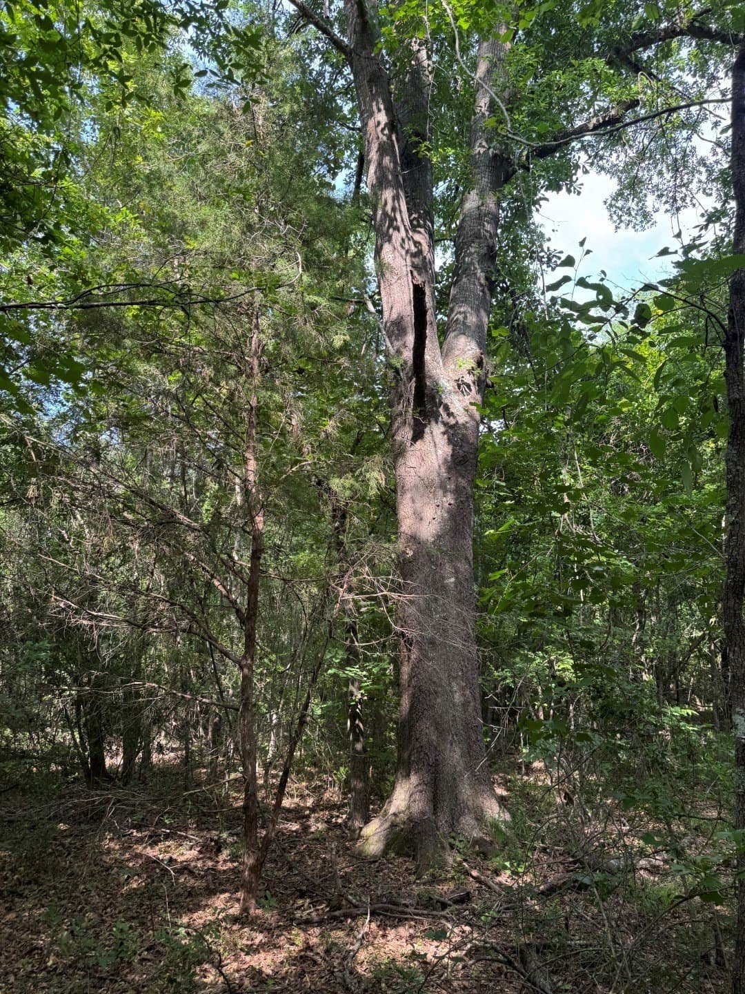105.5 acres in Upshur County - photo 11