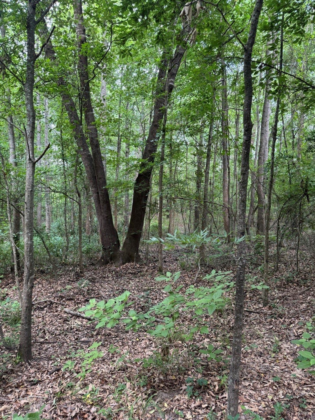 105.5 acres in Upshur County - photo 23