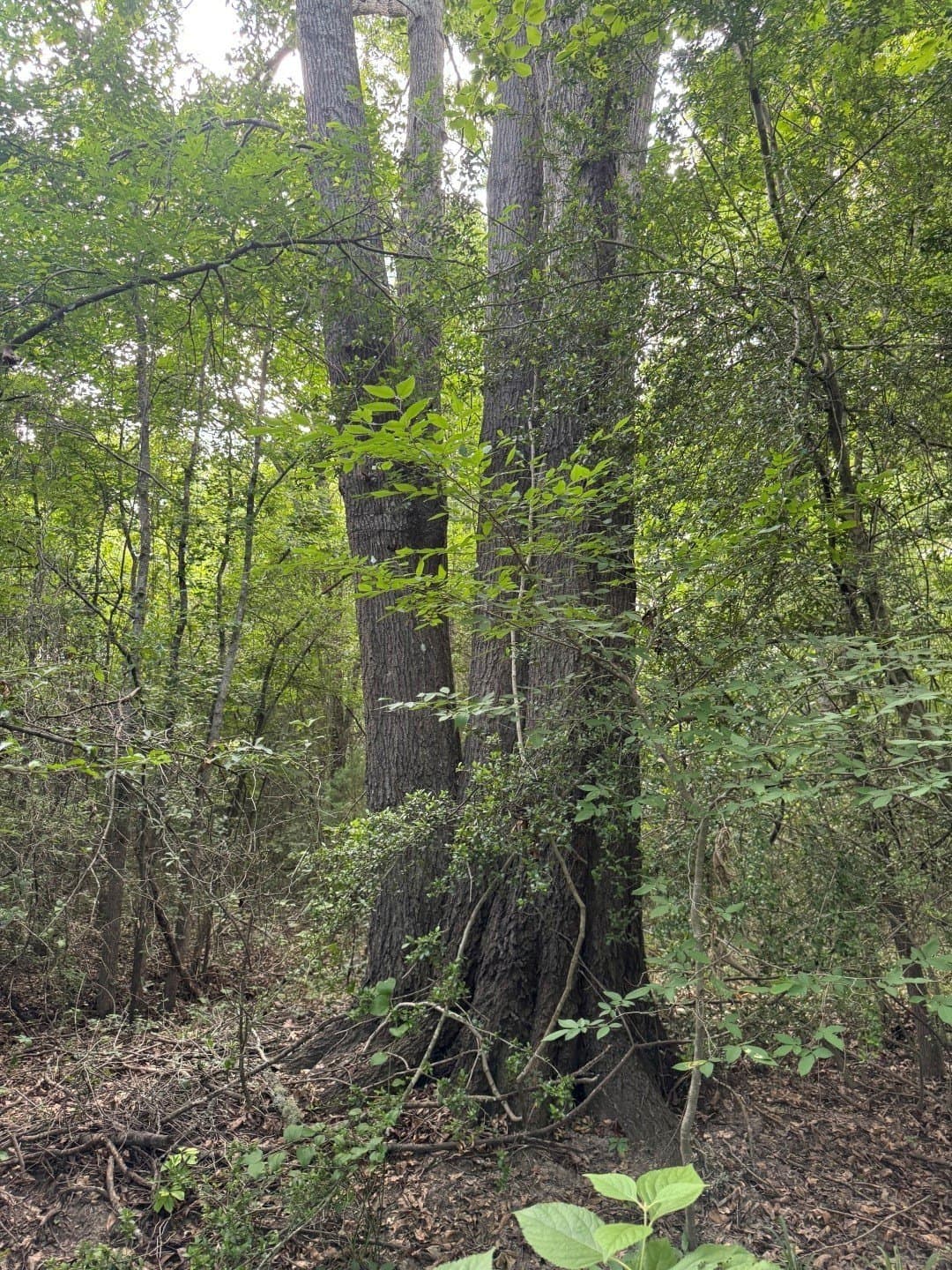 105.5 acres in Upshur County - photo 26