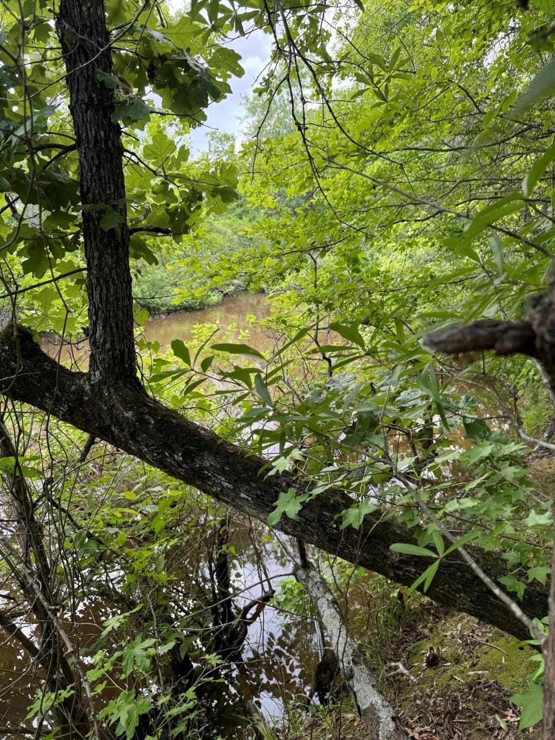 105.5 acres in Upshur County - photo 28