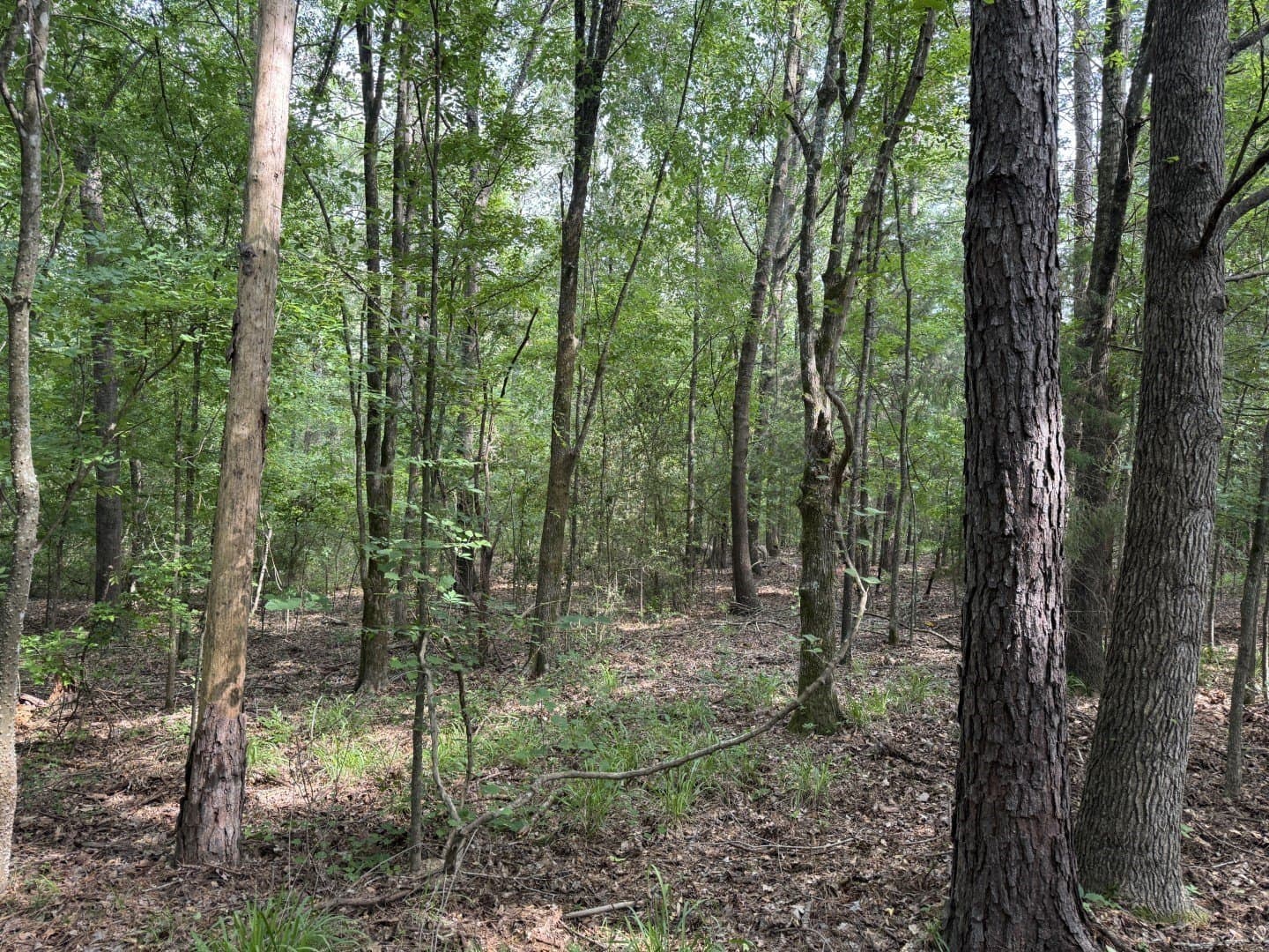 105.5 acres in Upshur County - photo 10