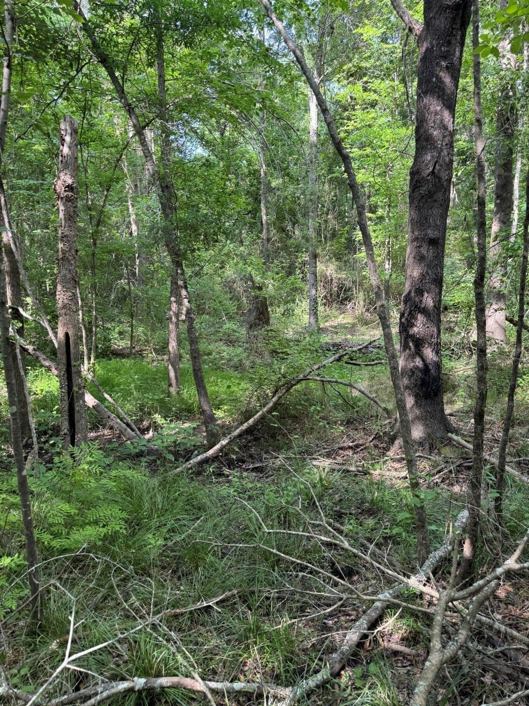 105.5 acres in Upshur County - photo 13