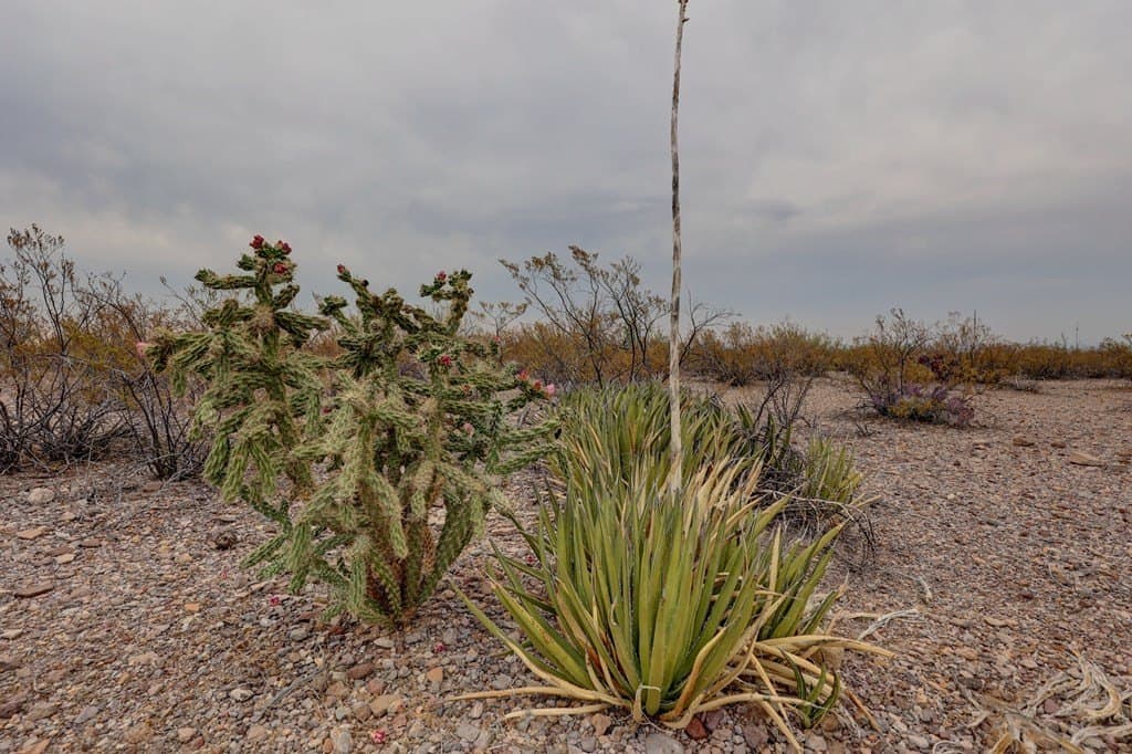 320 acres in Presidio County - photo 9