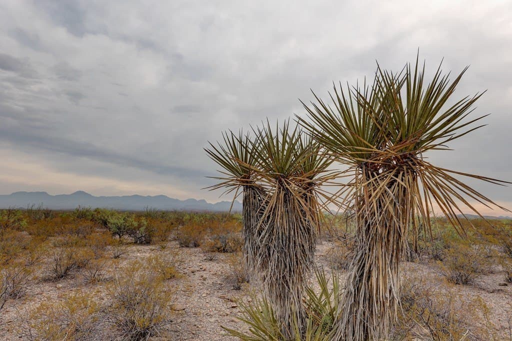 320 acres in Presidio County - photo 19