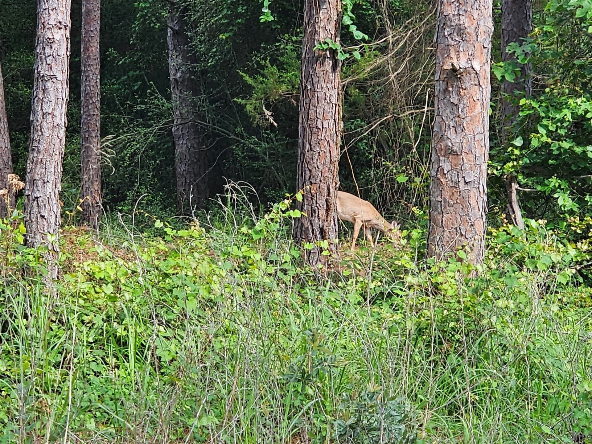 0.36 acres in Wood County