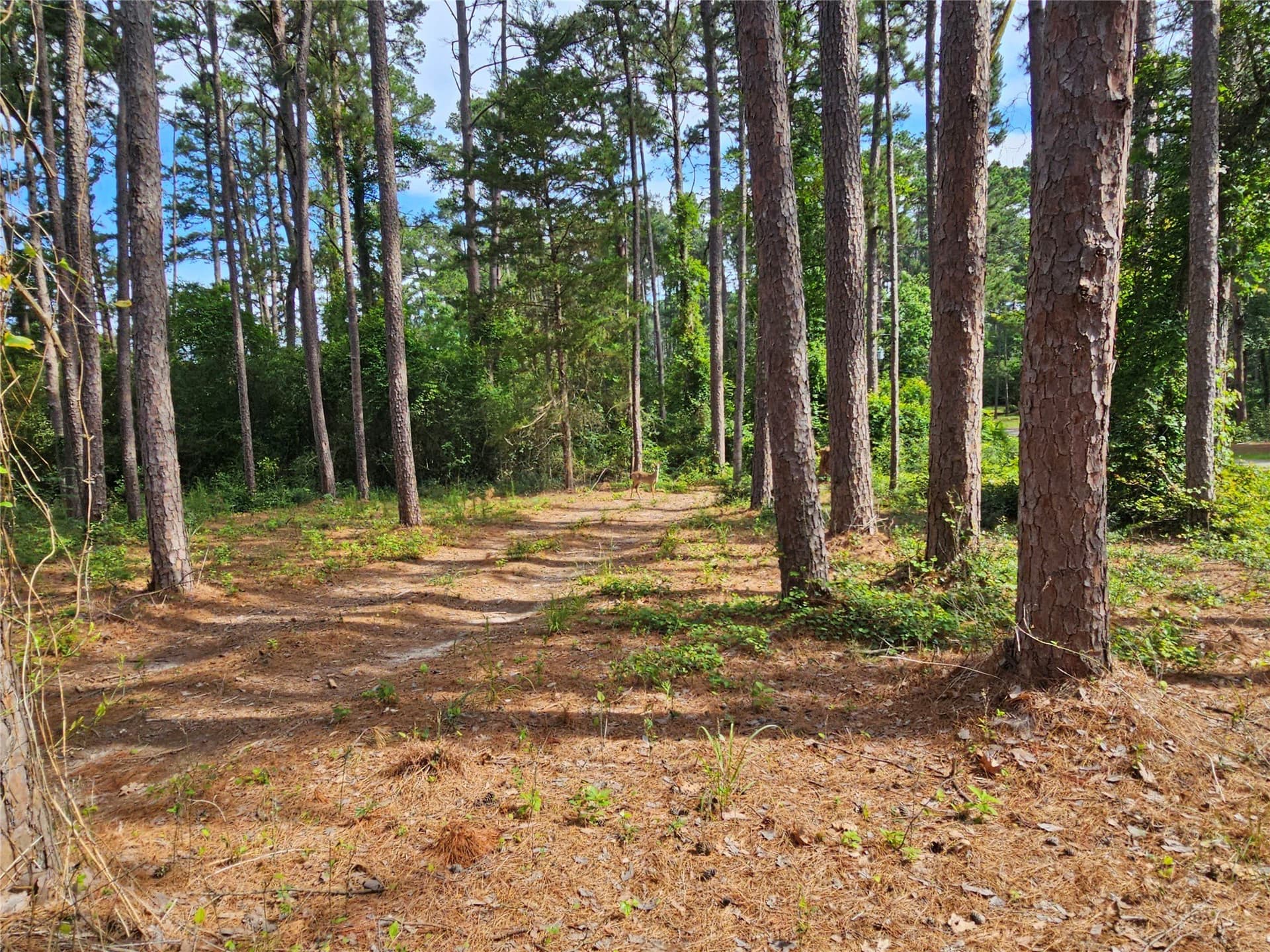 0.36 acres in Wood County - photo 5