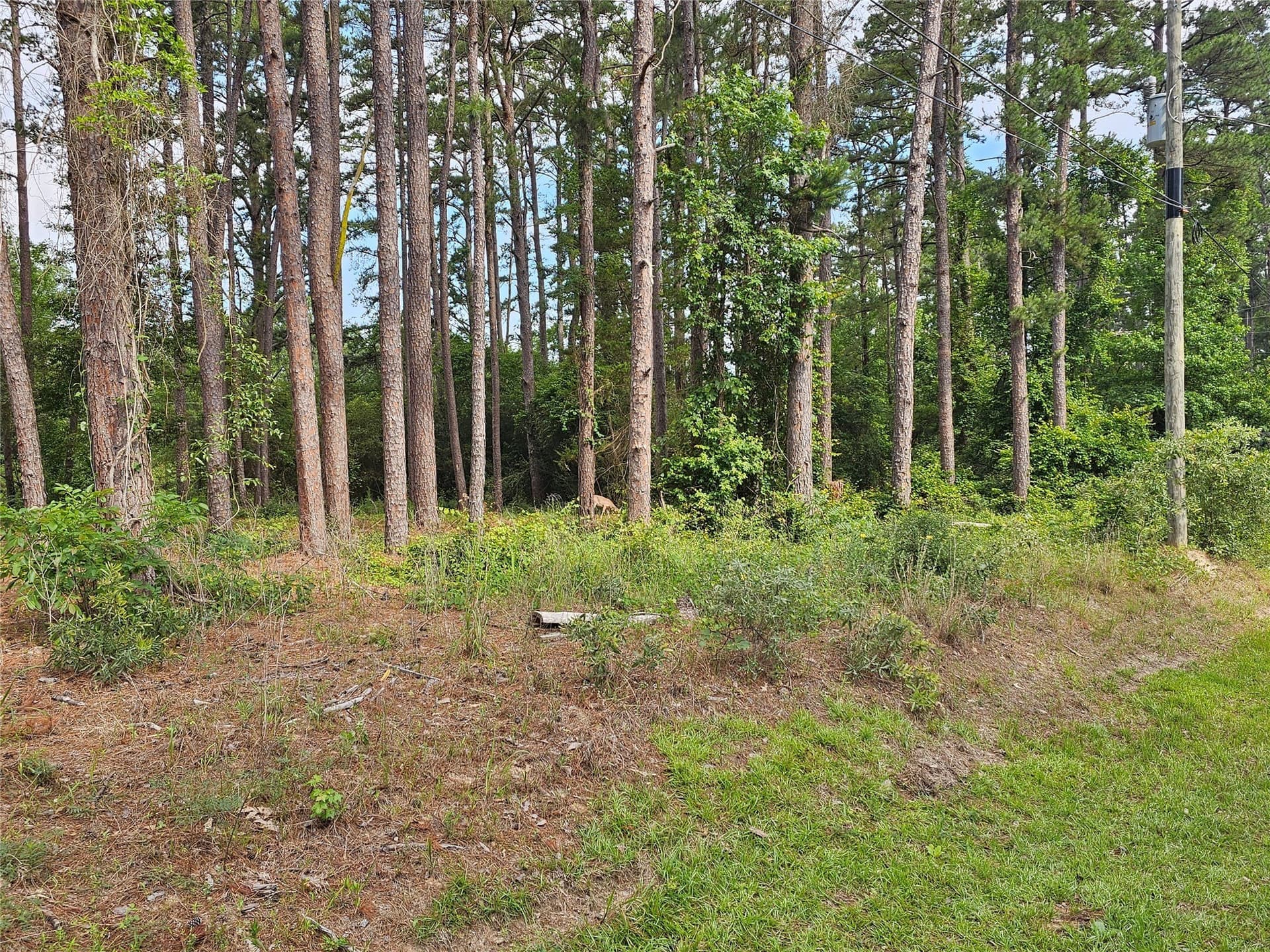0.36 acres in Wood County - photo 2