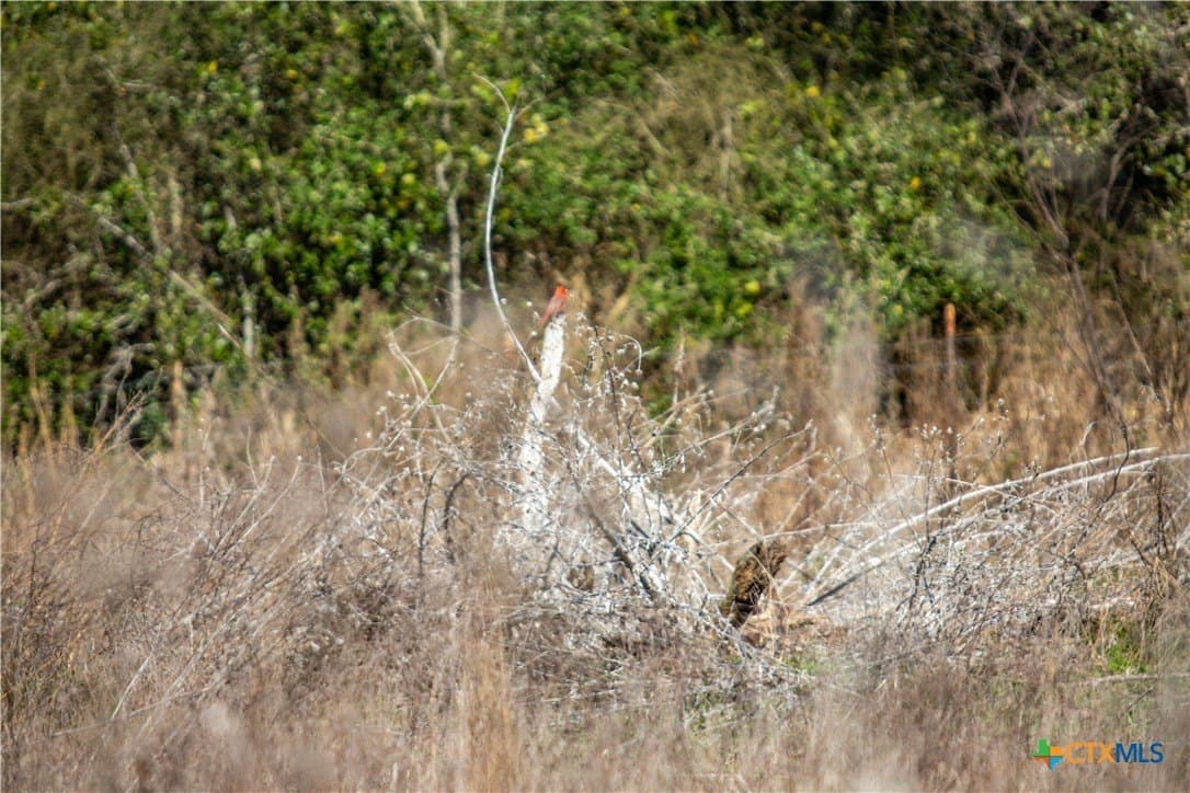 51.81 acres in Aransas County - photo 17