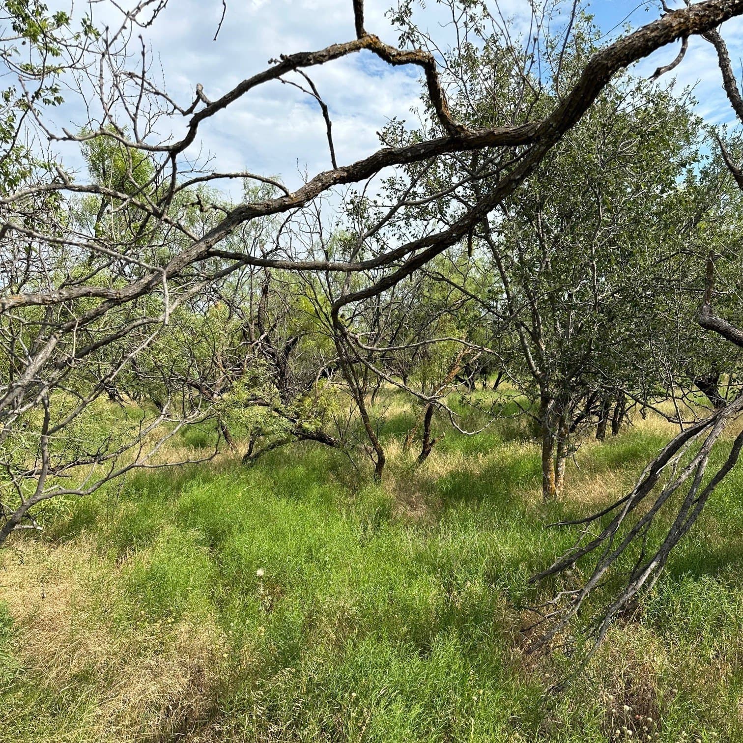 11 acres in Shackelford County gallery image 4