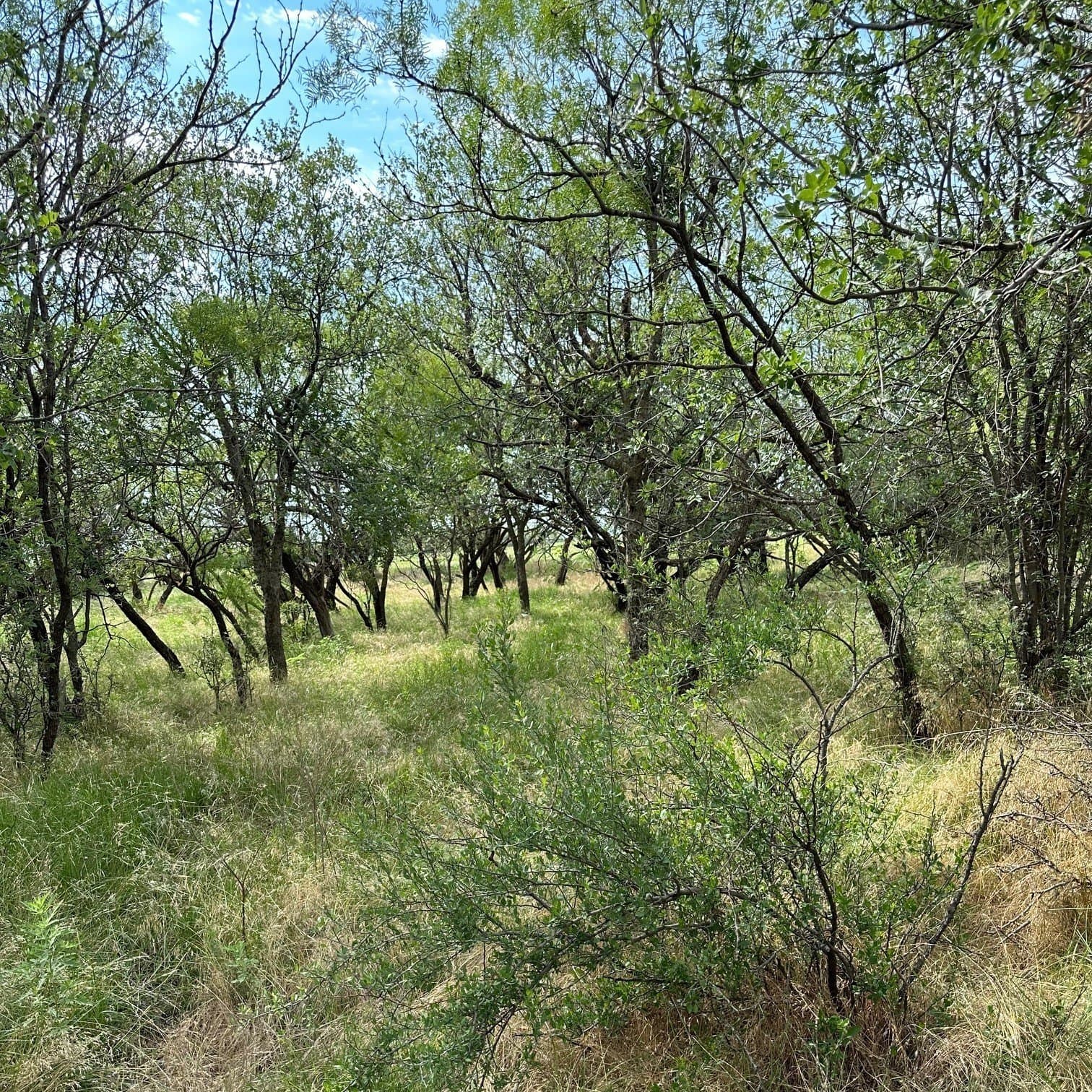 11 acres in Shackelford County featured view