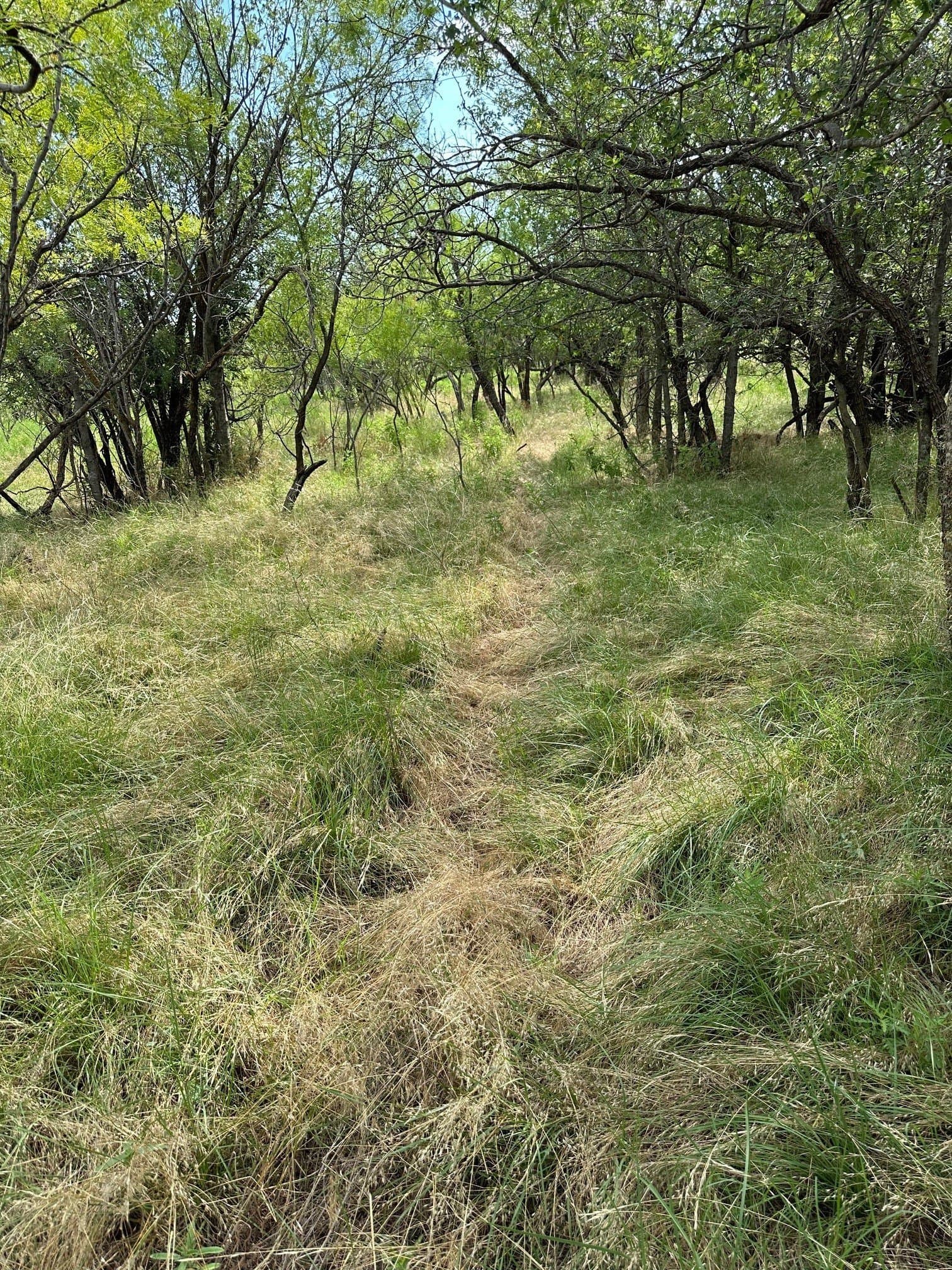 11 acres in Shackelford County gallery image 2
