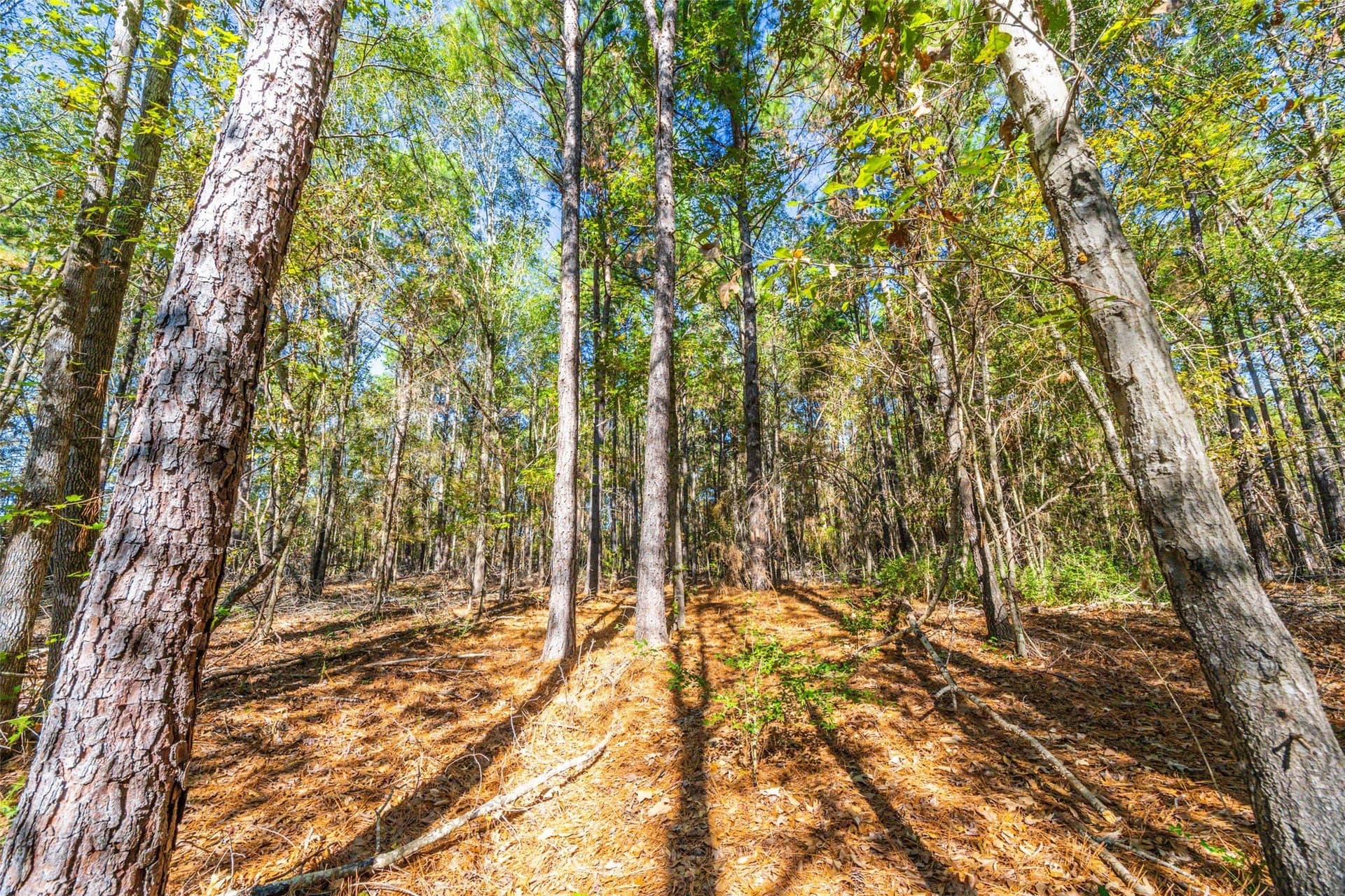 29.73 acres in Anderson County - photo 6