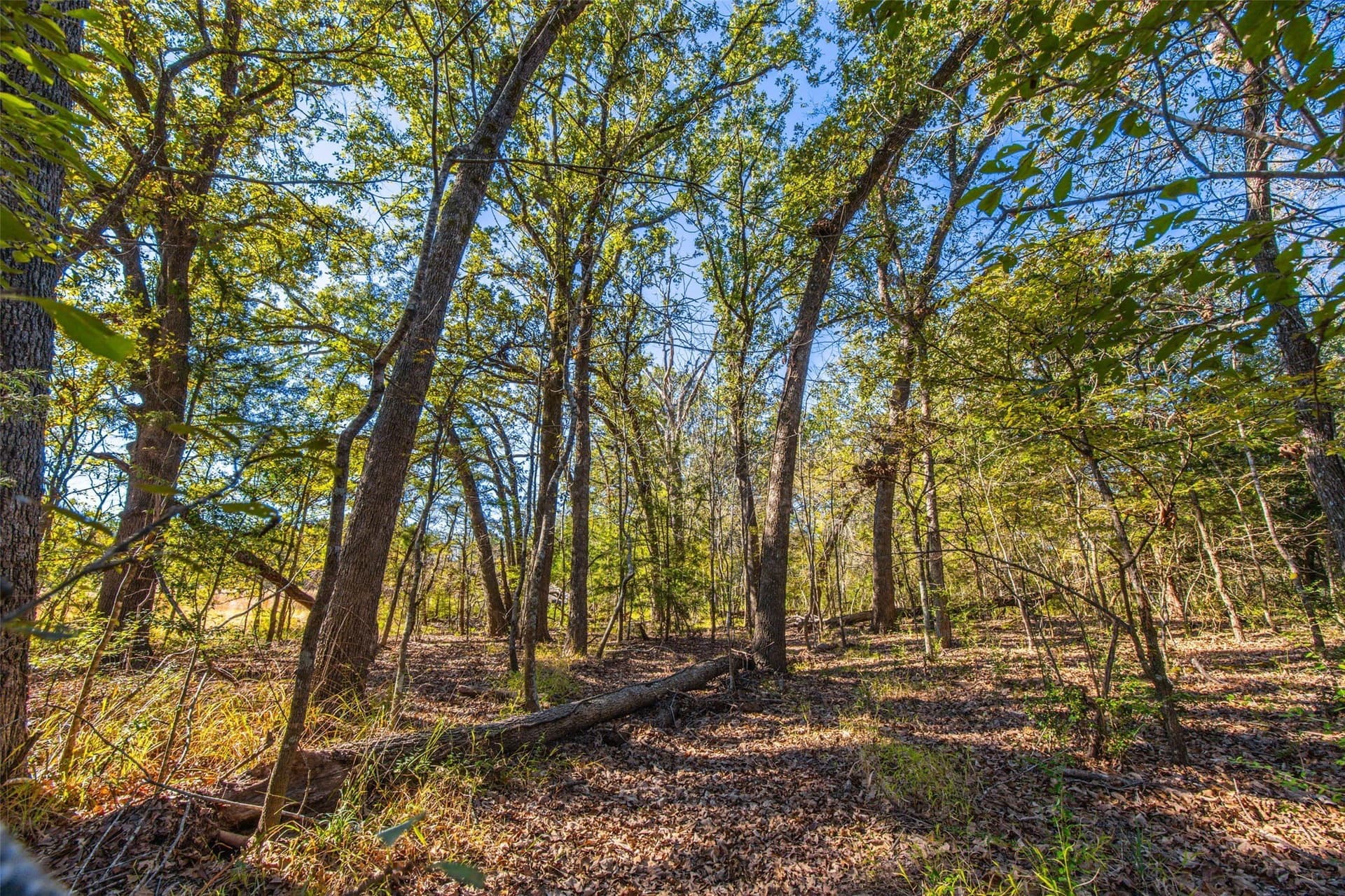 29.73 acres in Anderson County - photo 3