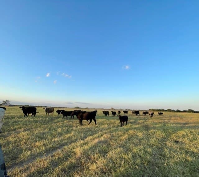 78.96 acres in Milam County - photo 7