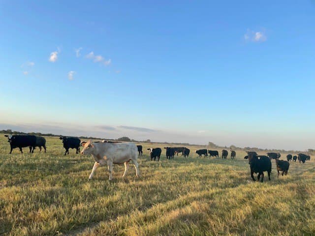 78.96 acres in Milam County - photo 6