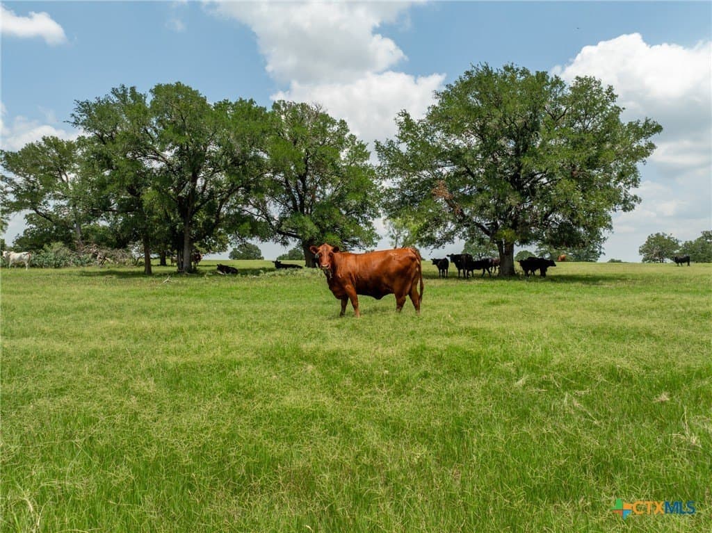 516.08 acres in Coryell County - photo 28