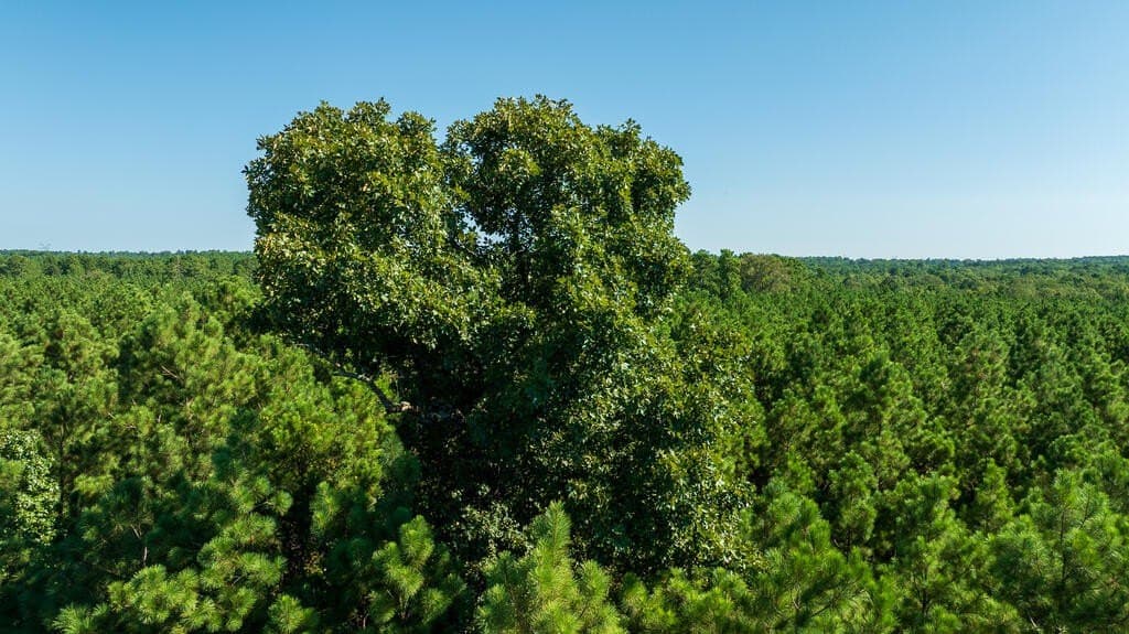 18.11 acres in Texas County - photo 7