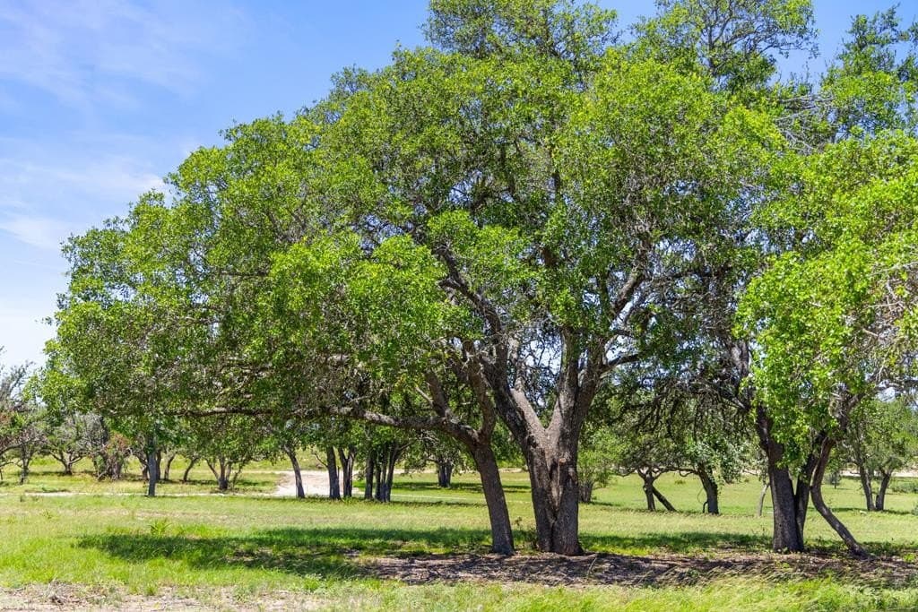 11 acres in Blanco County