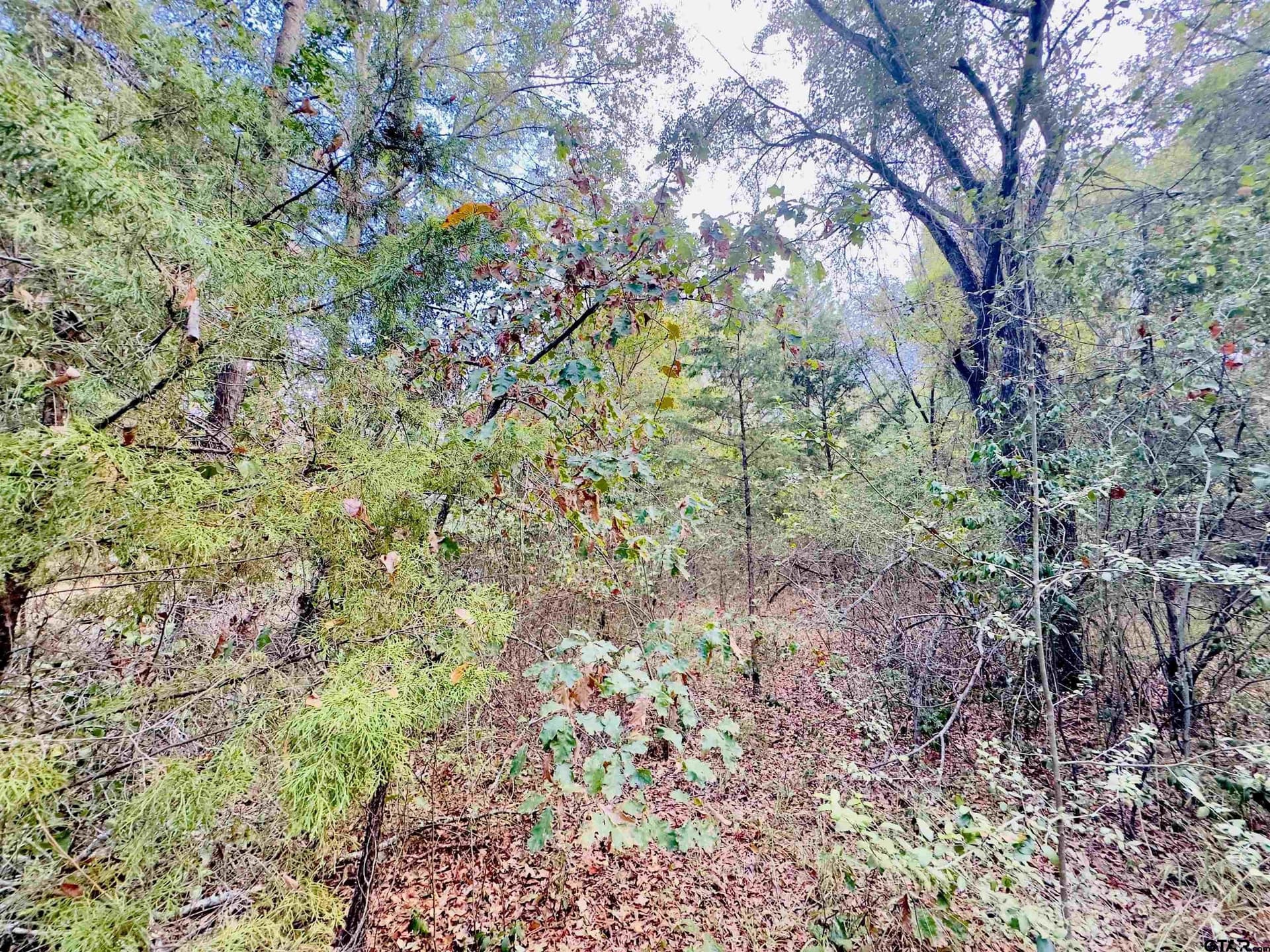 1 acres in Upshur County - photo 6