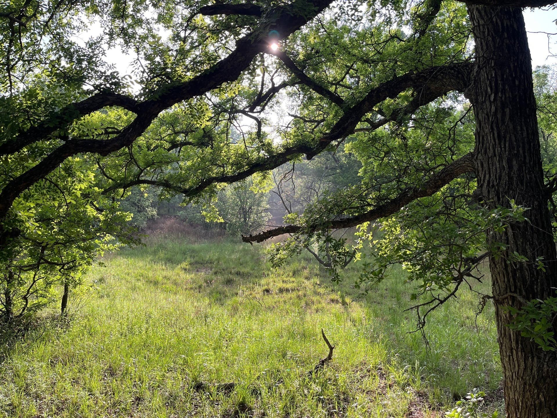 34.1 acres in Young County - photo 6